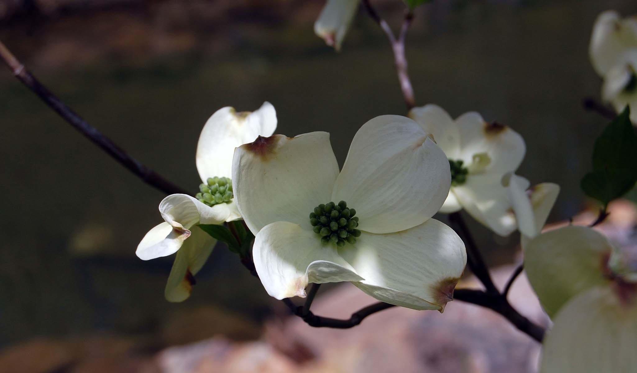 Flowering Dogwood
