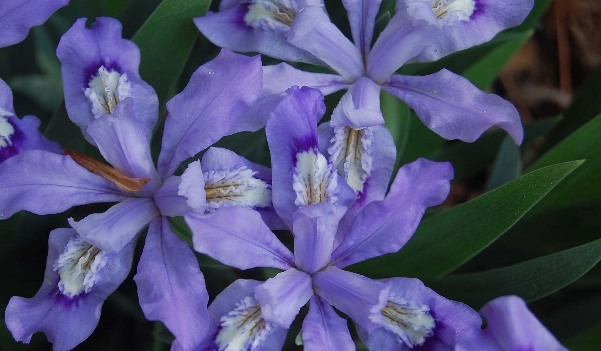 Dwarf Crested Iris