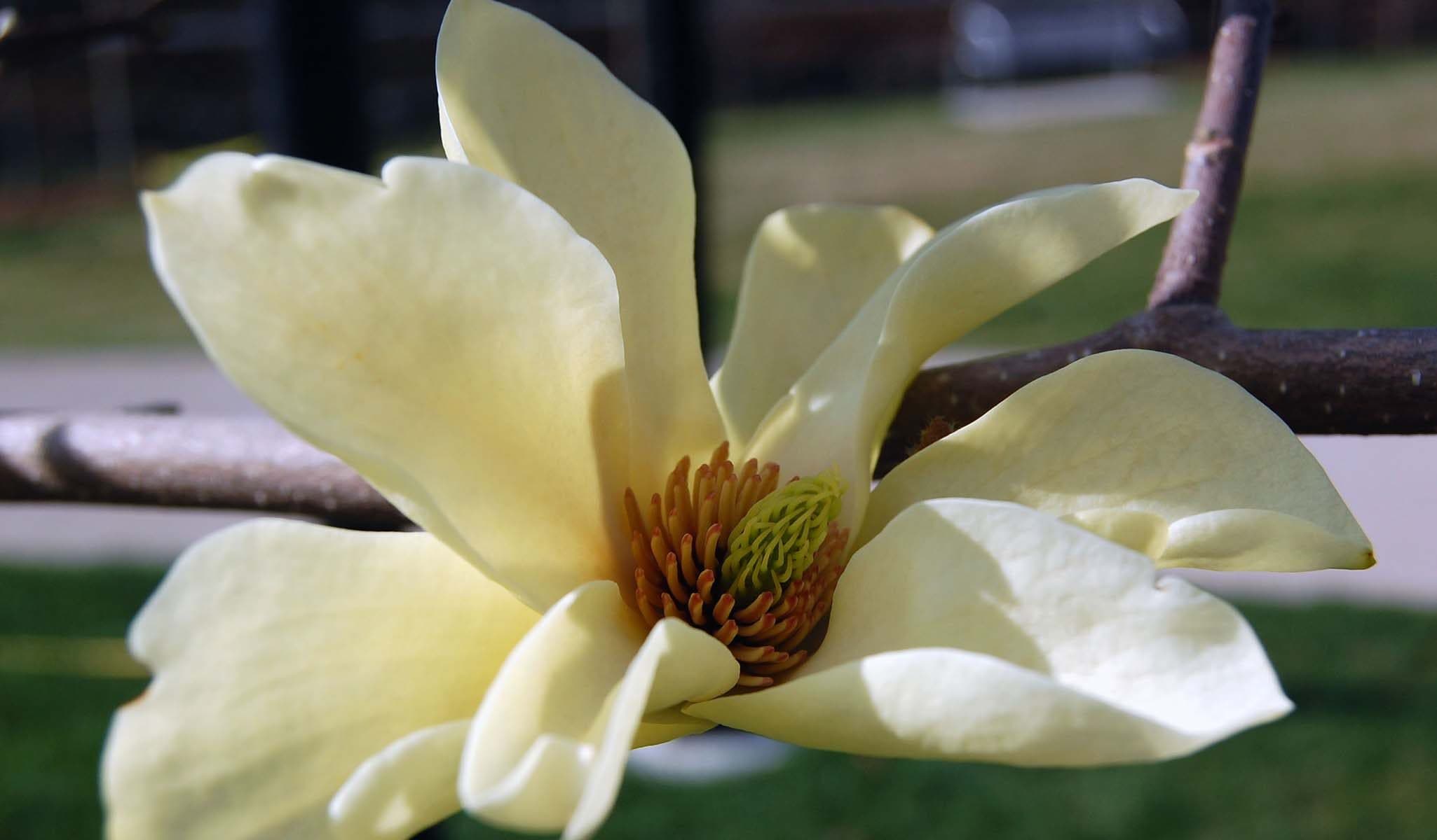 Butterflies Magnolia