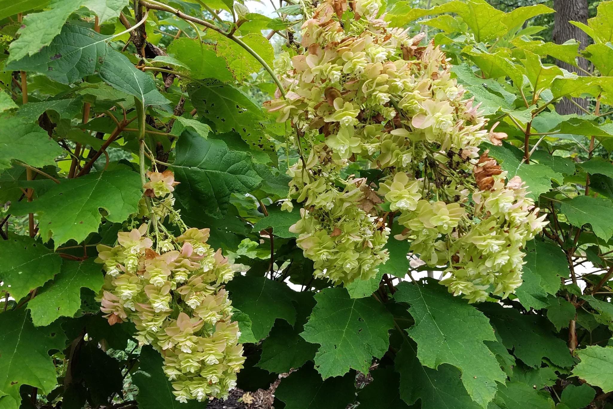 Snowflake Oakleaf Hydrangea