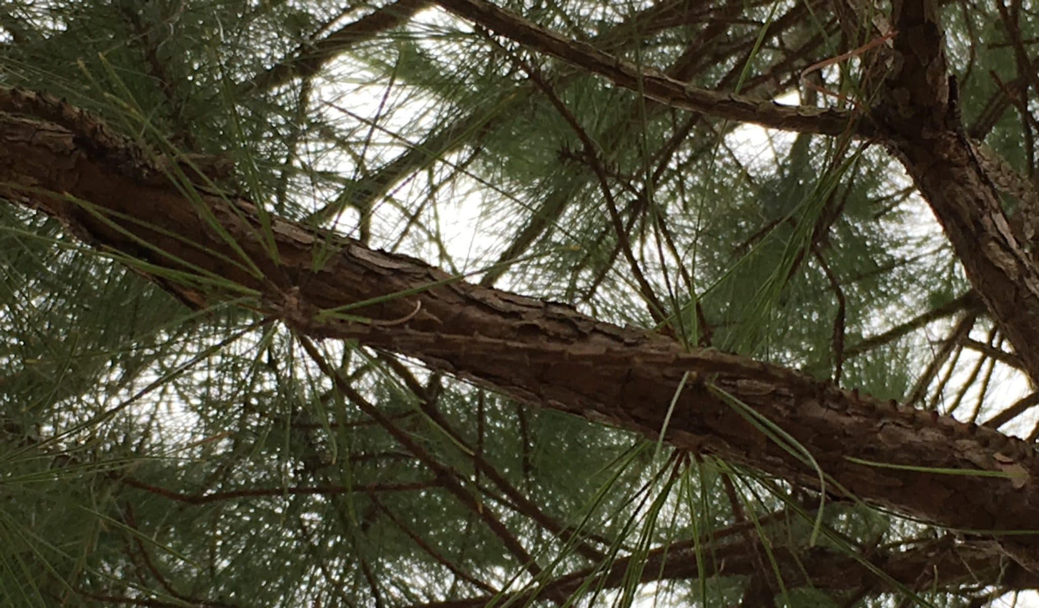 Loblolly Pine