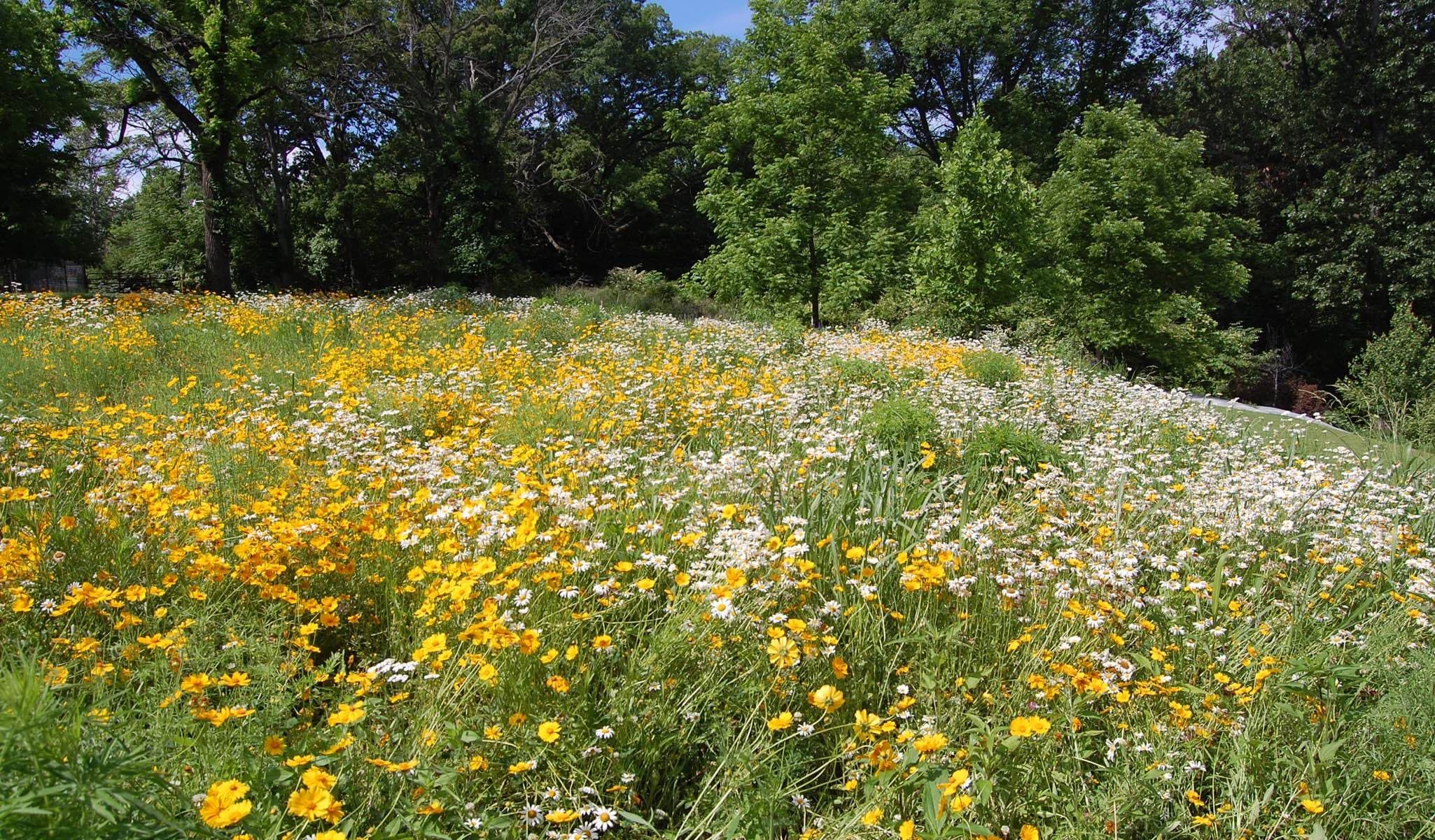 Lance-leaved Coreopsis