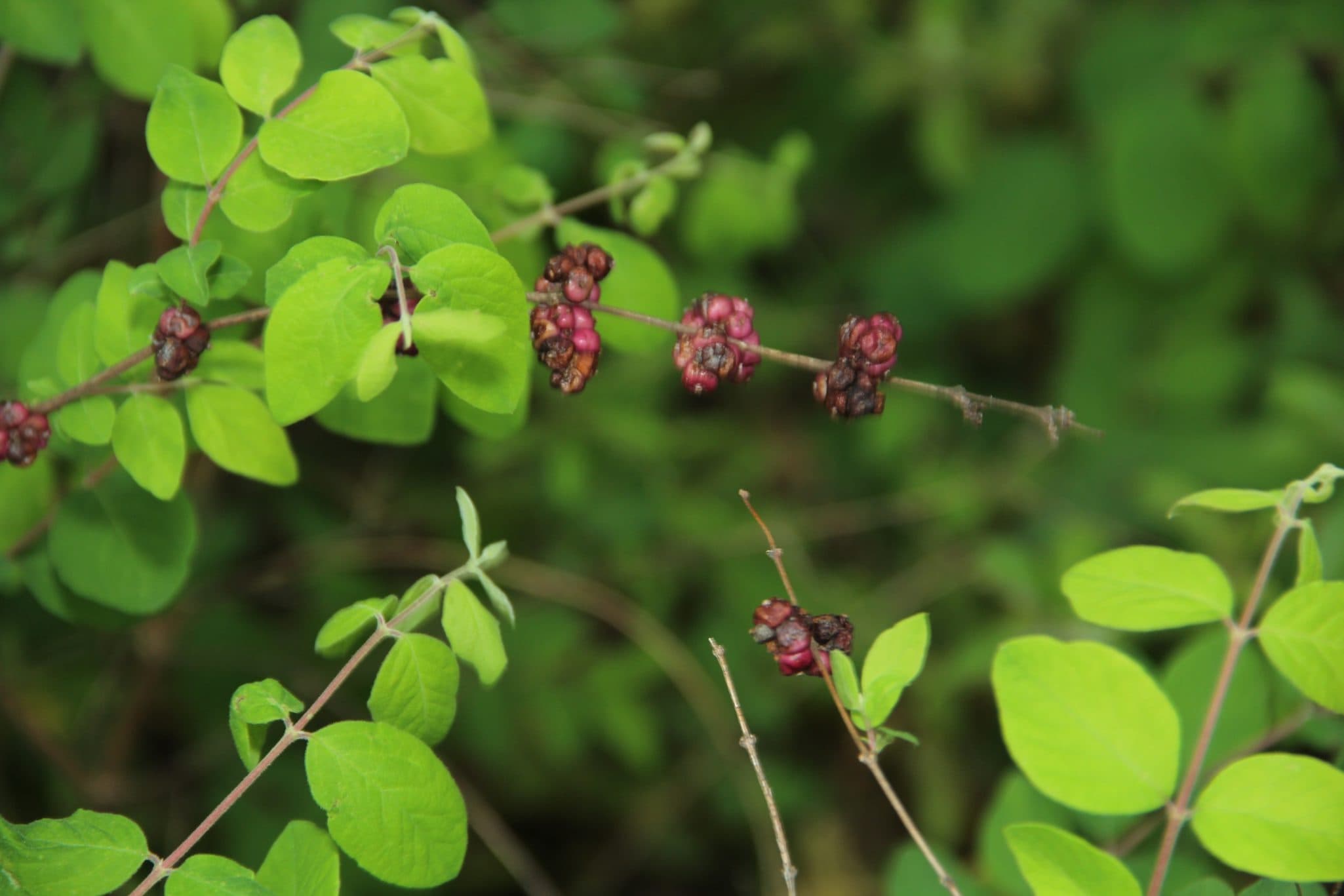 Coral Berry