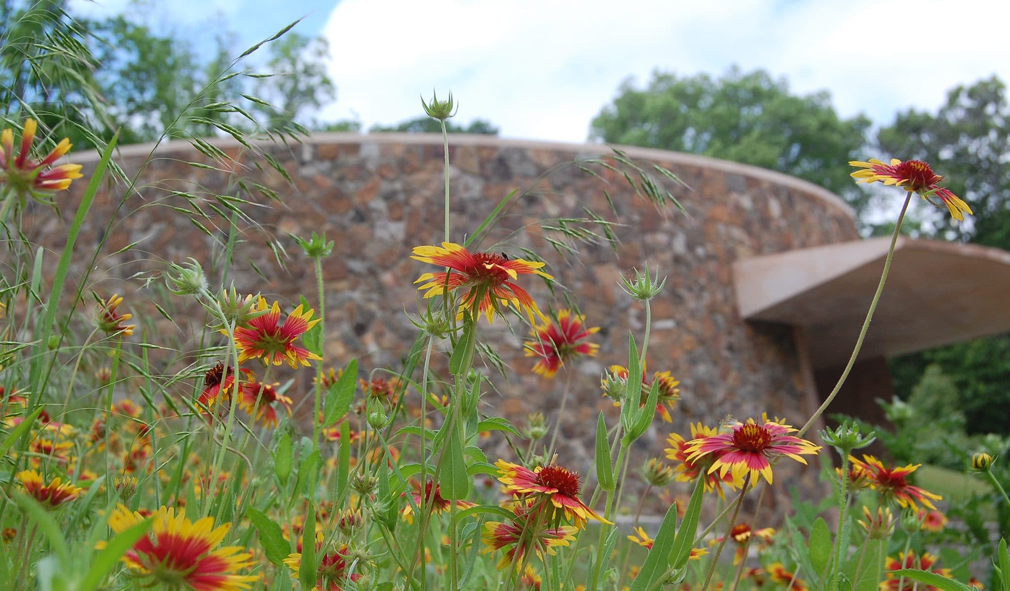 Indian Blanket