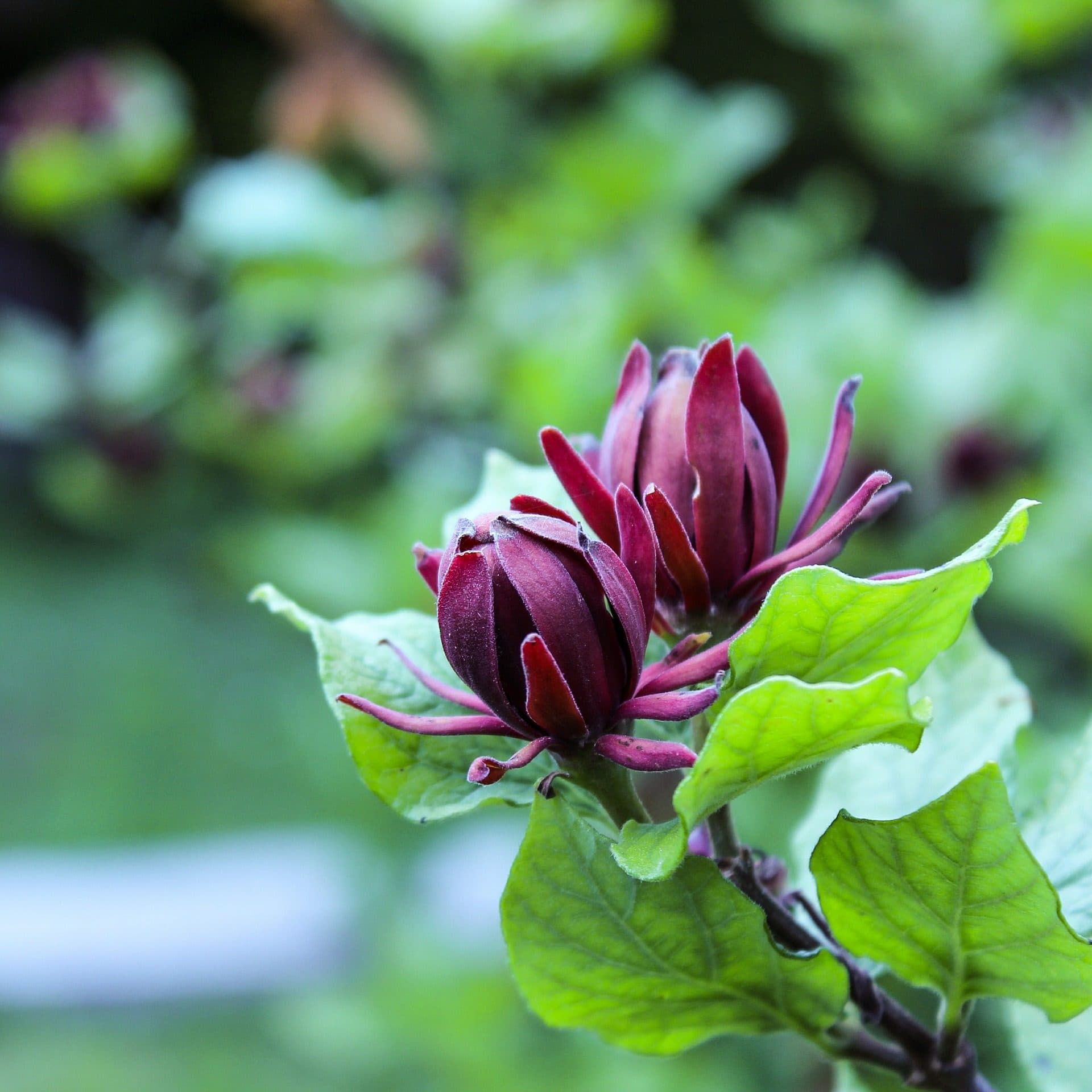 Carolina Allspice