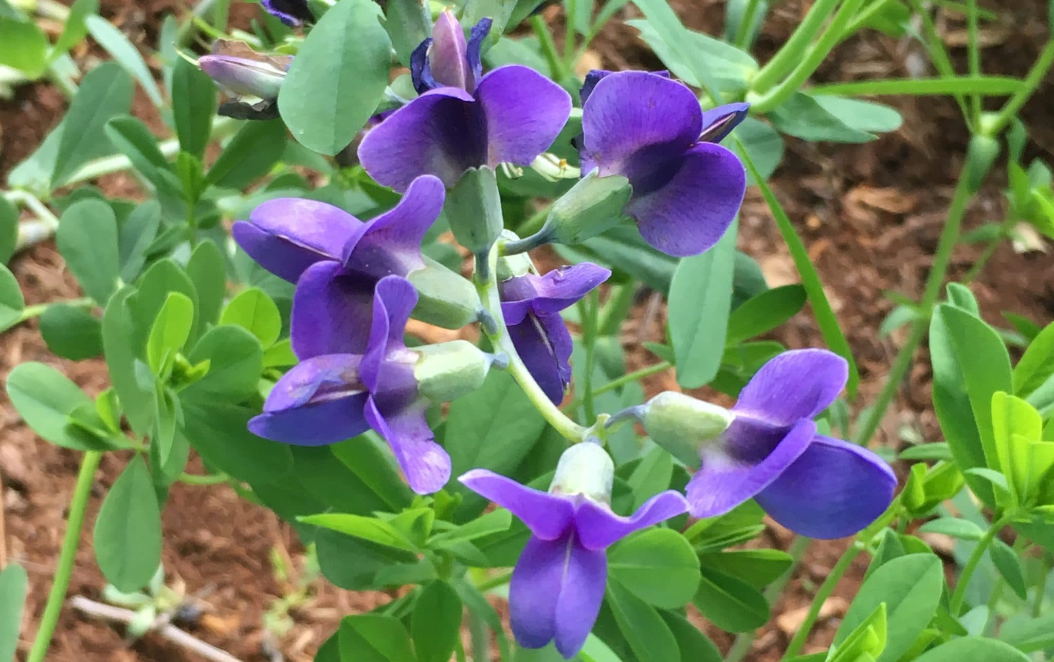Blue False Indigo