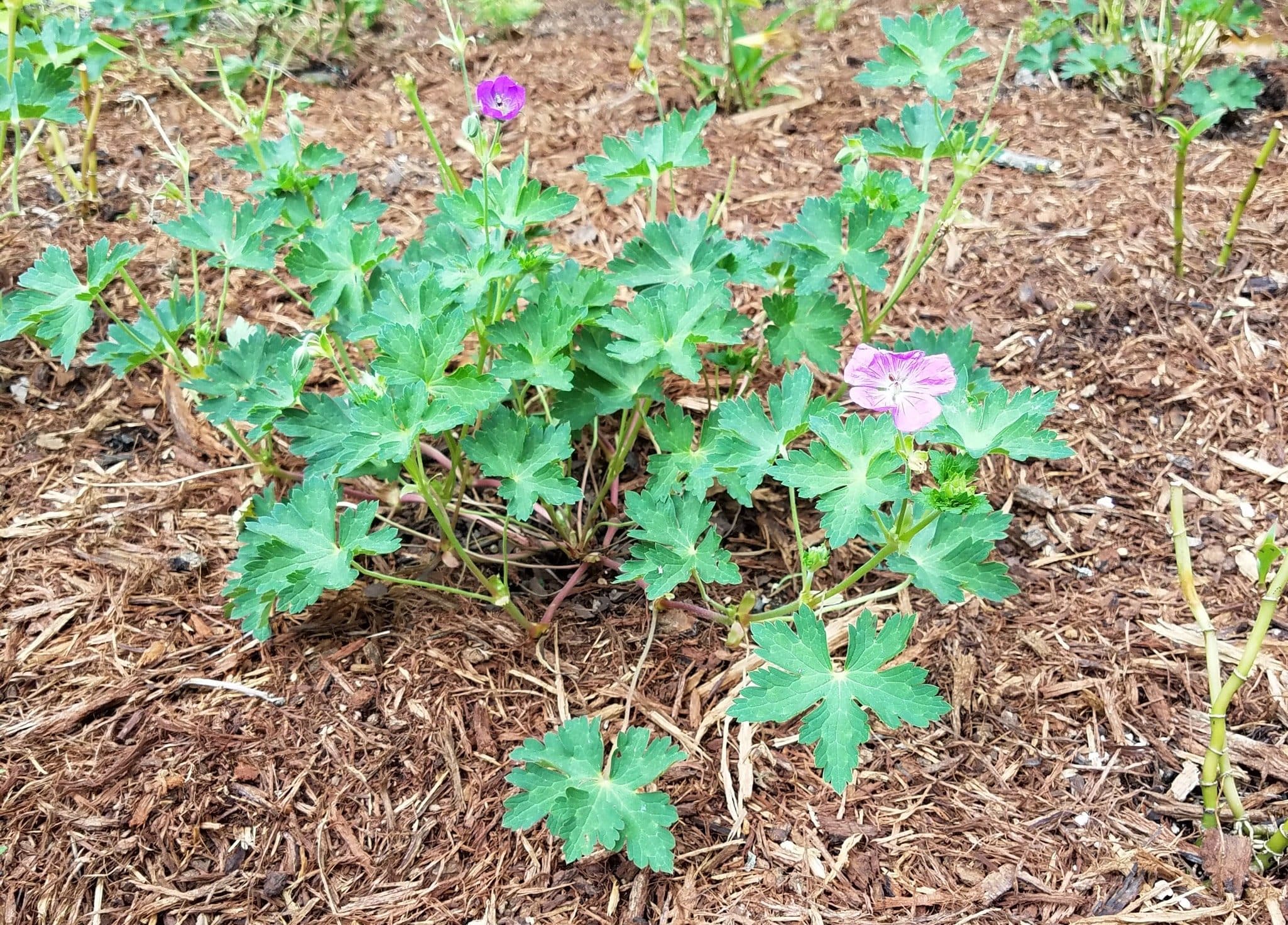 Wild Geranium