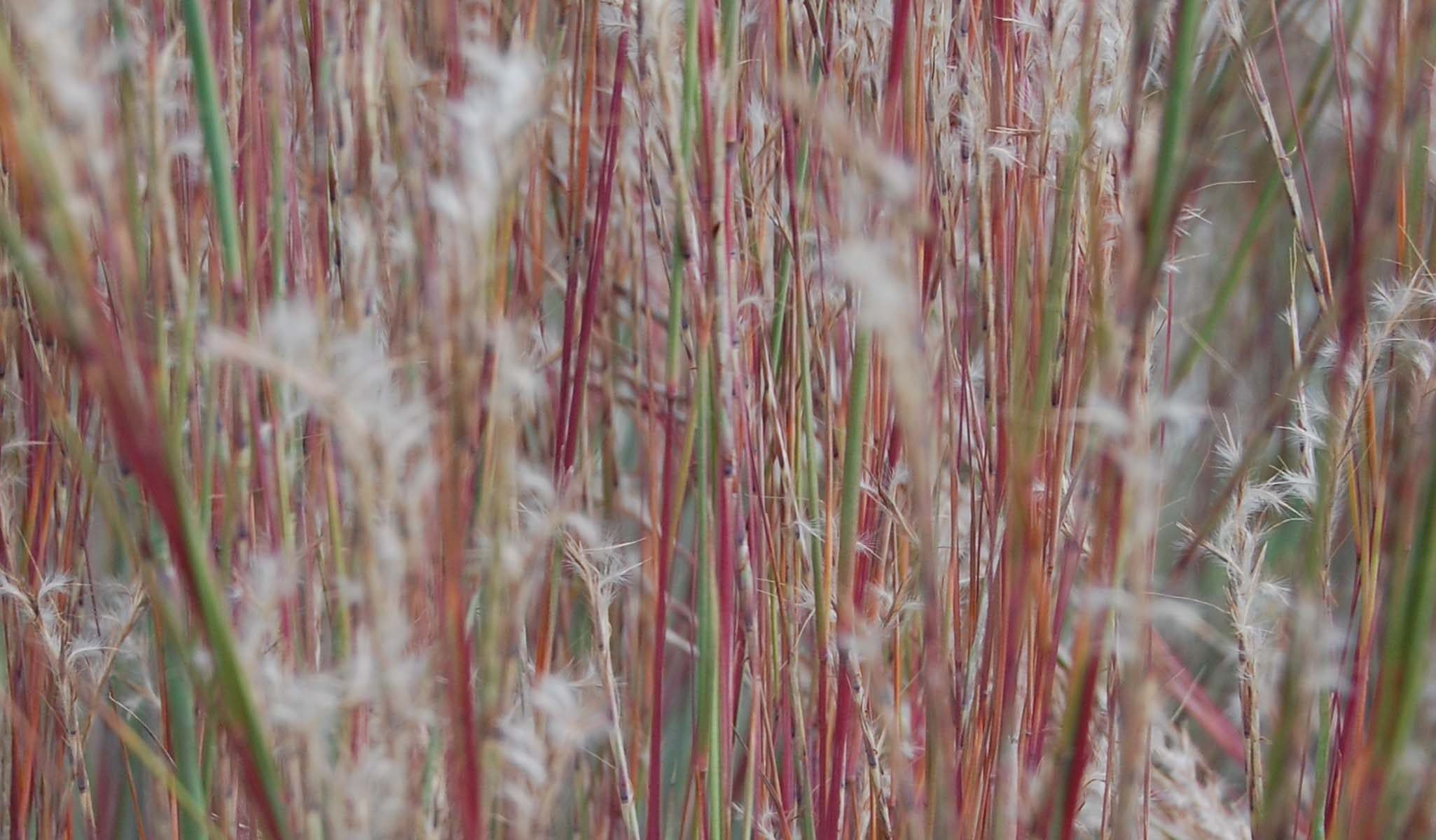 The Blues Little Bluestem