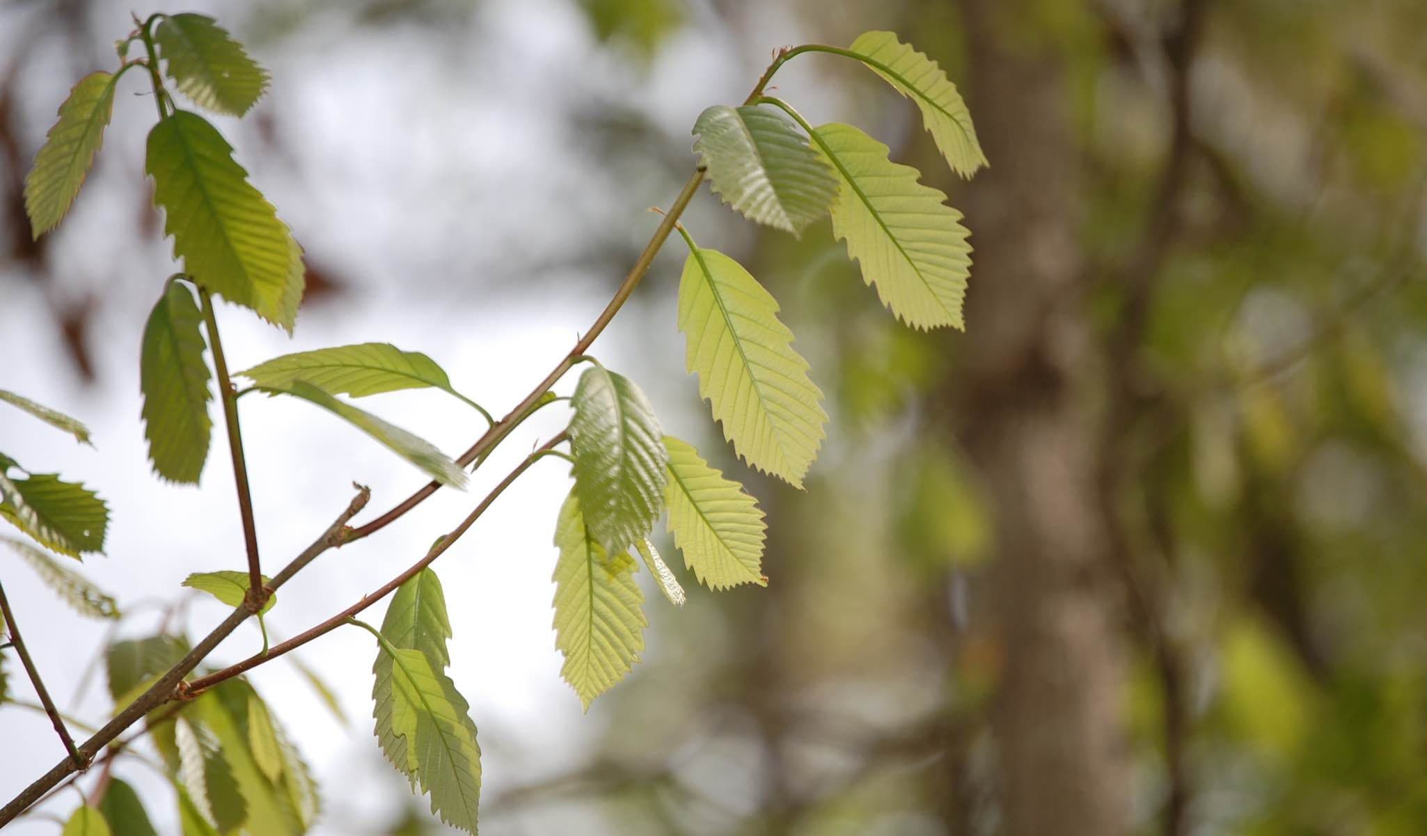 Chinquapin Oak