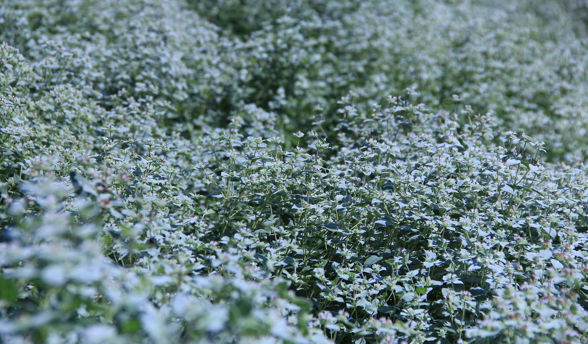 Broad-leaved Mountain Mint