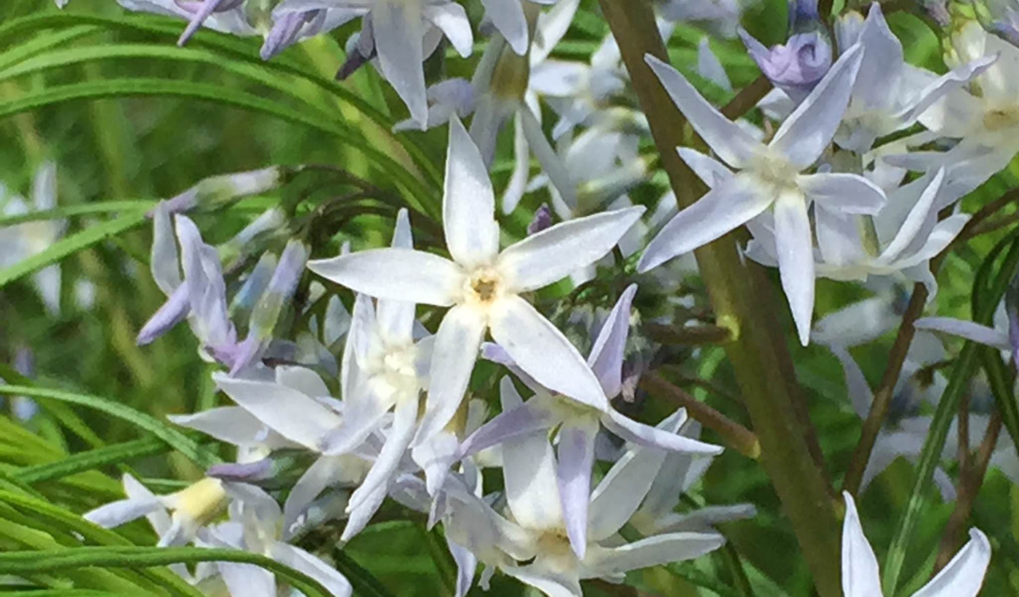 Arkansas Amsonia