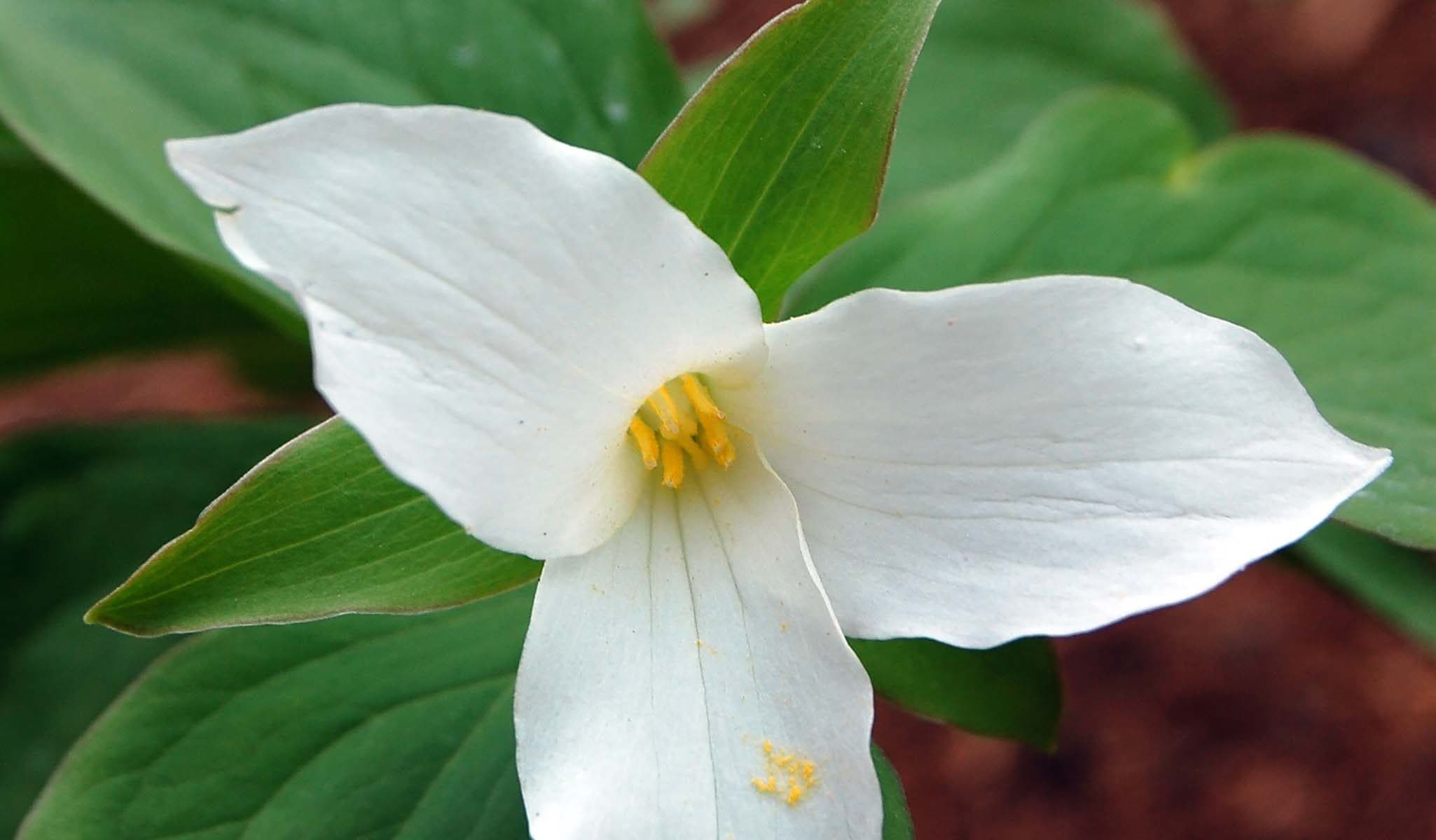 White Trillium
