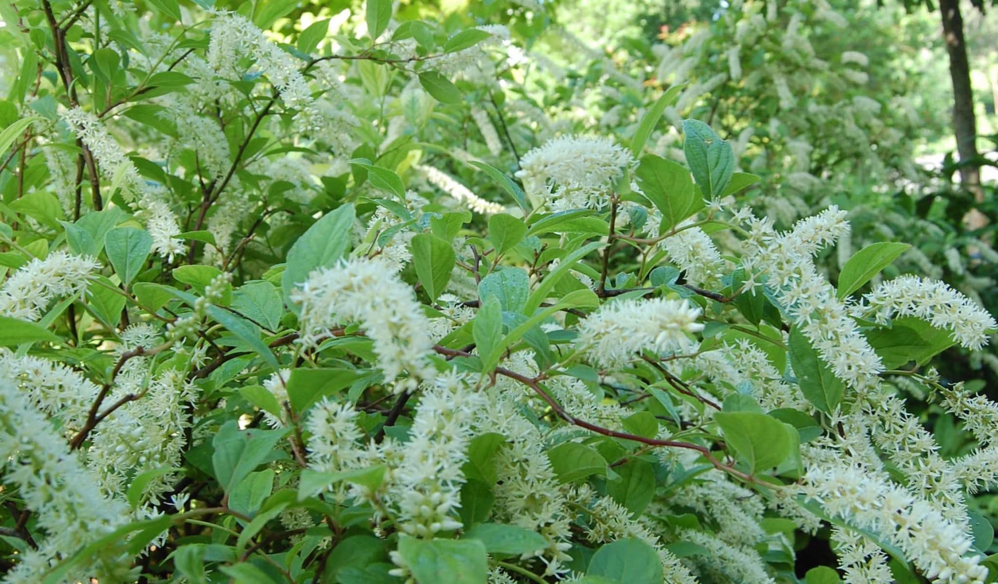 Henry's Garnet Virginia Sweetspire
