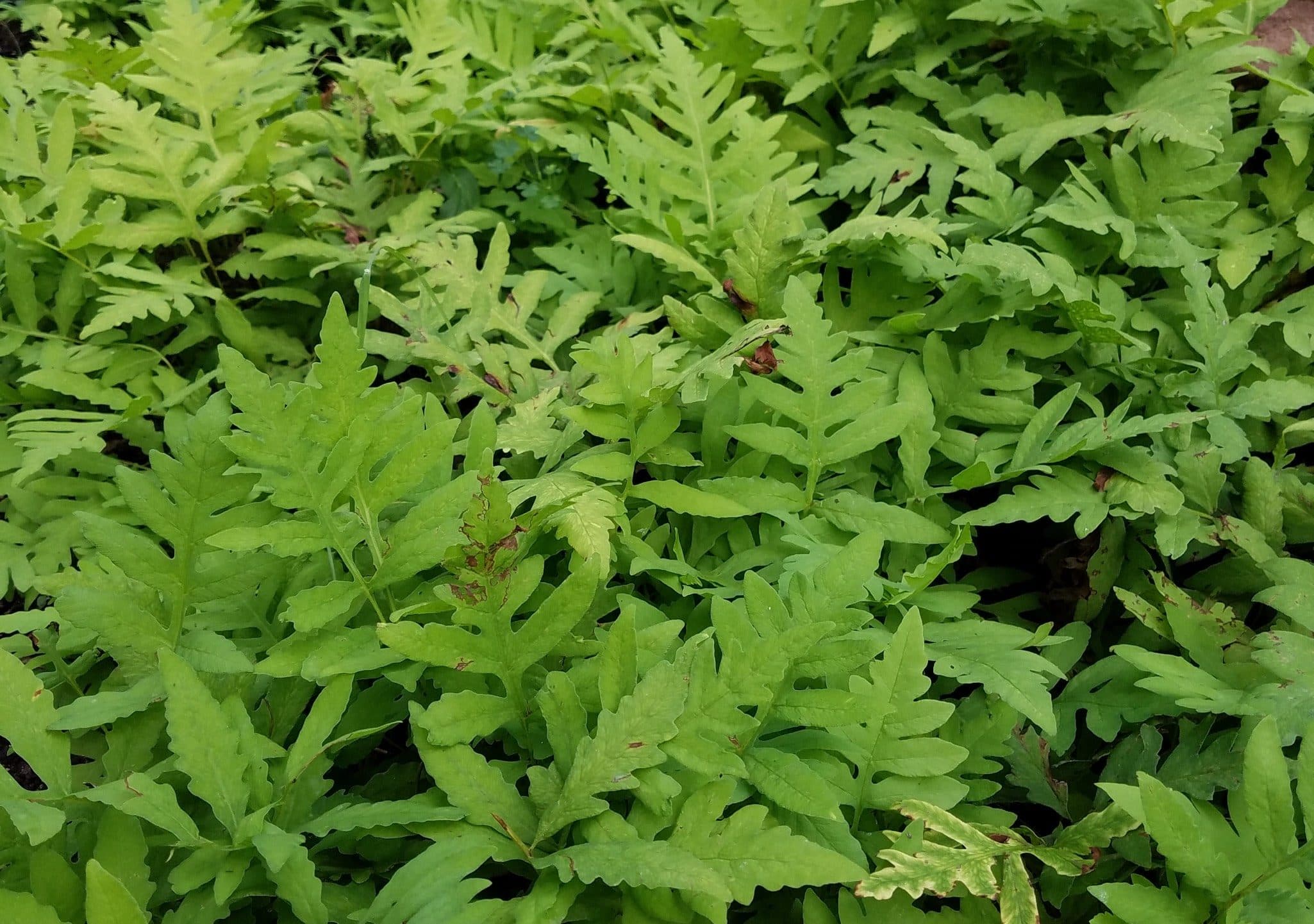 Sensitive Fern