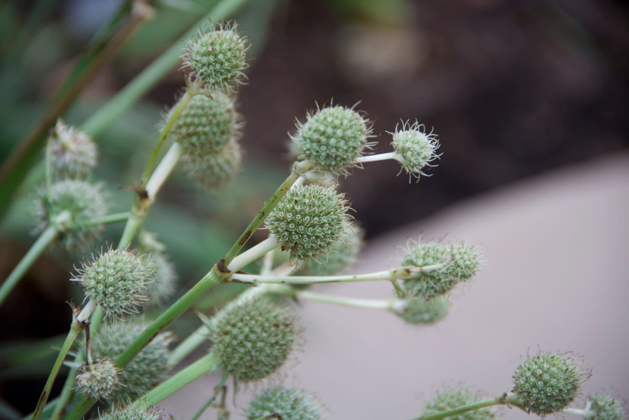 Rattlesnake Master