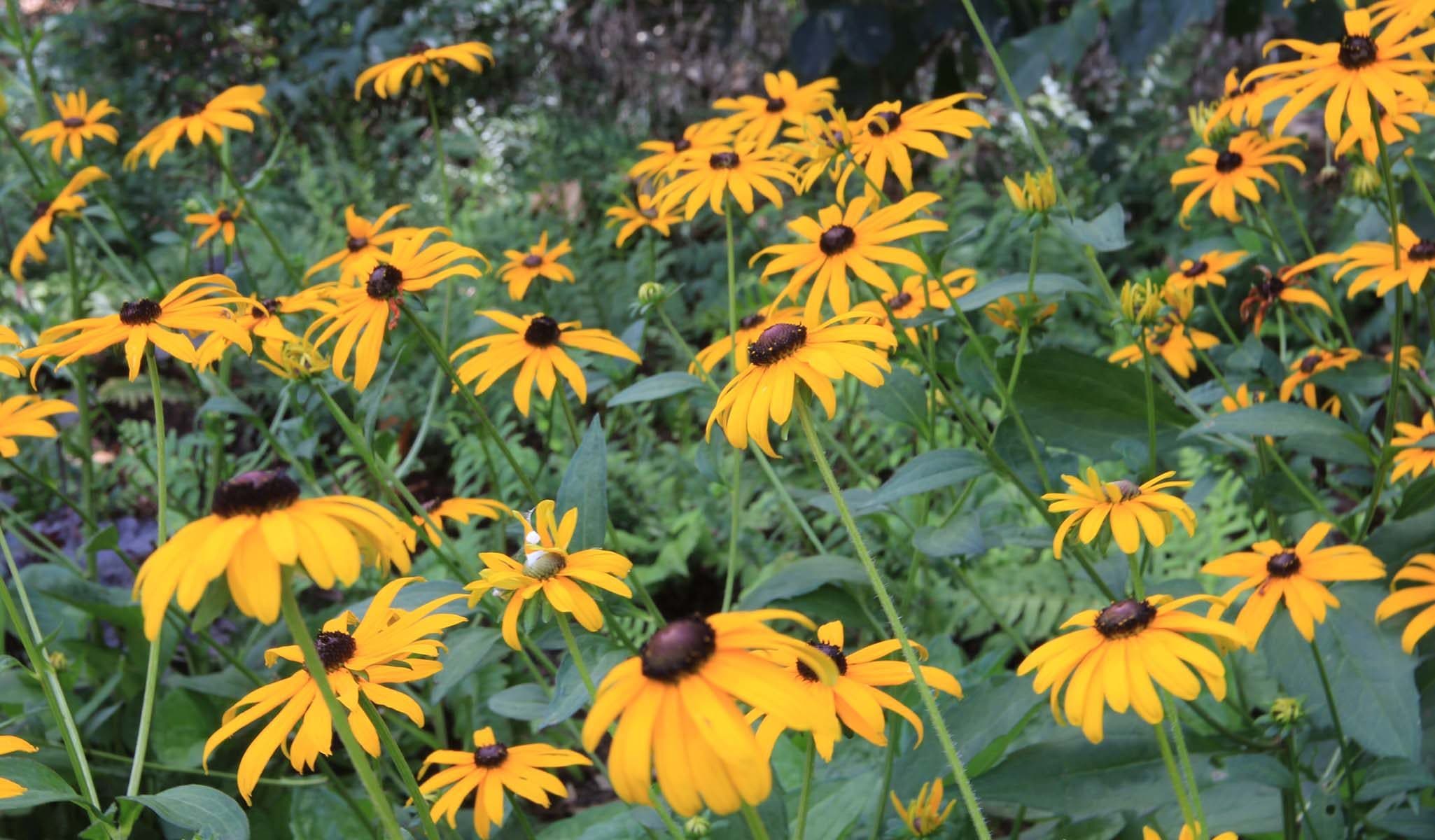 Goldsturm Black-eyed Susan