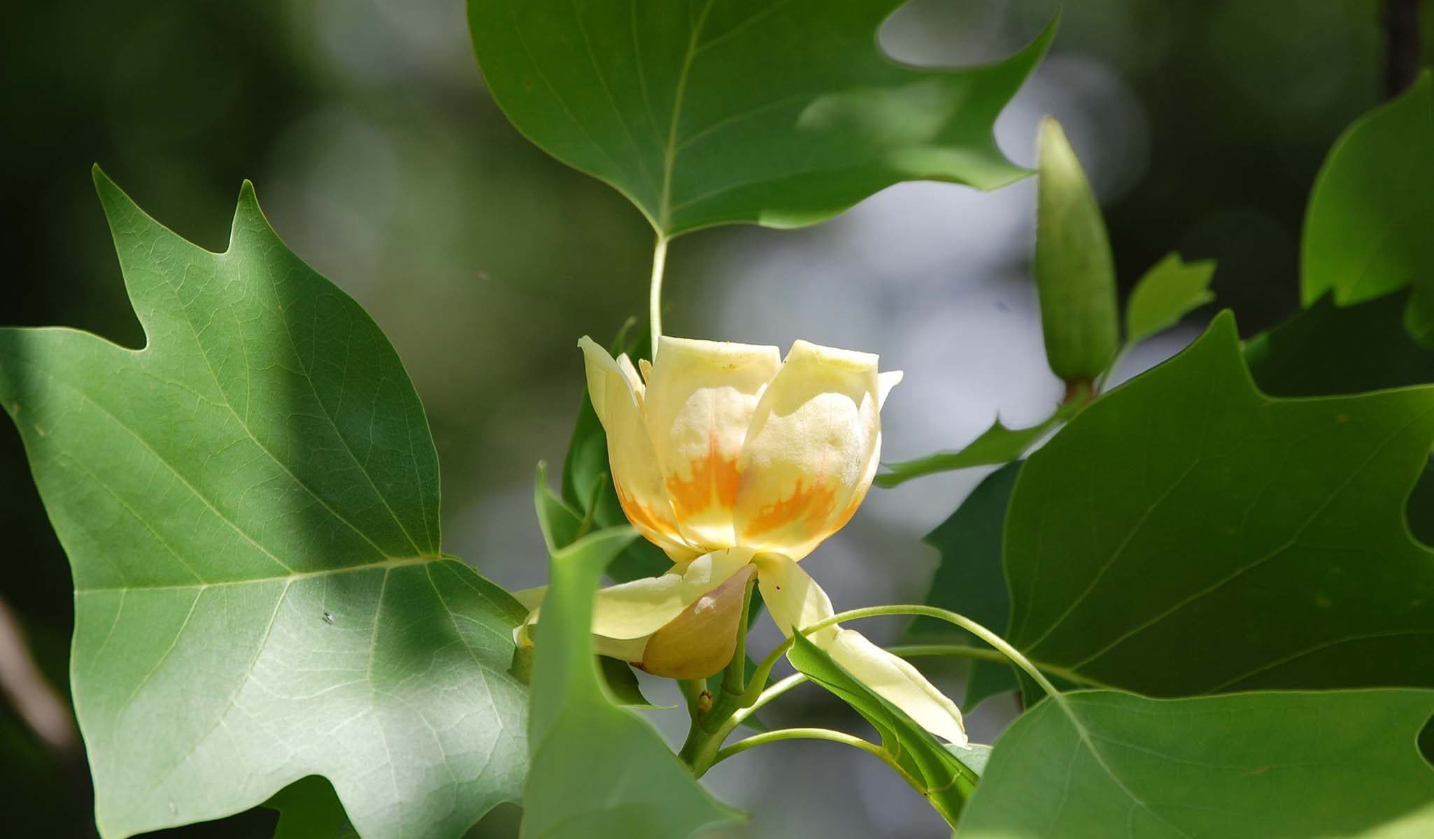 Tuliptree, Tulip Poplar