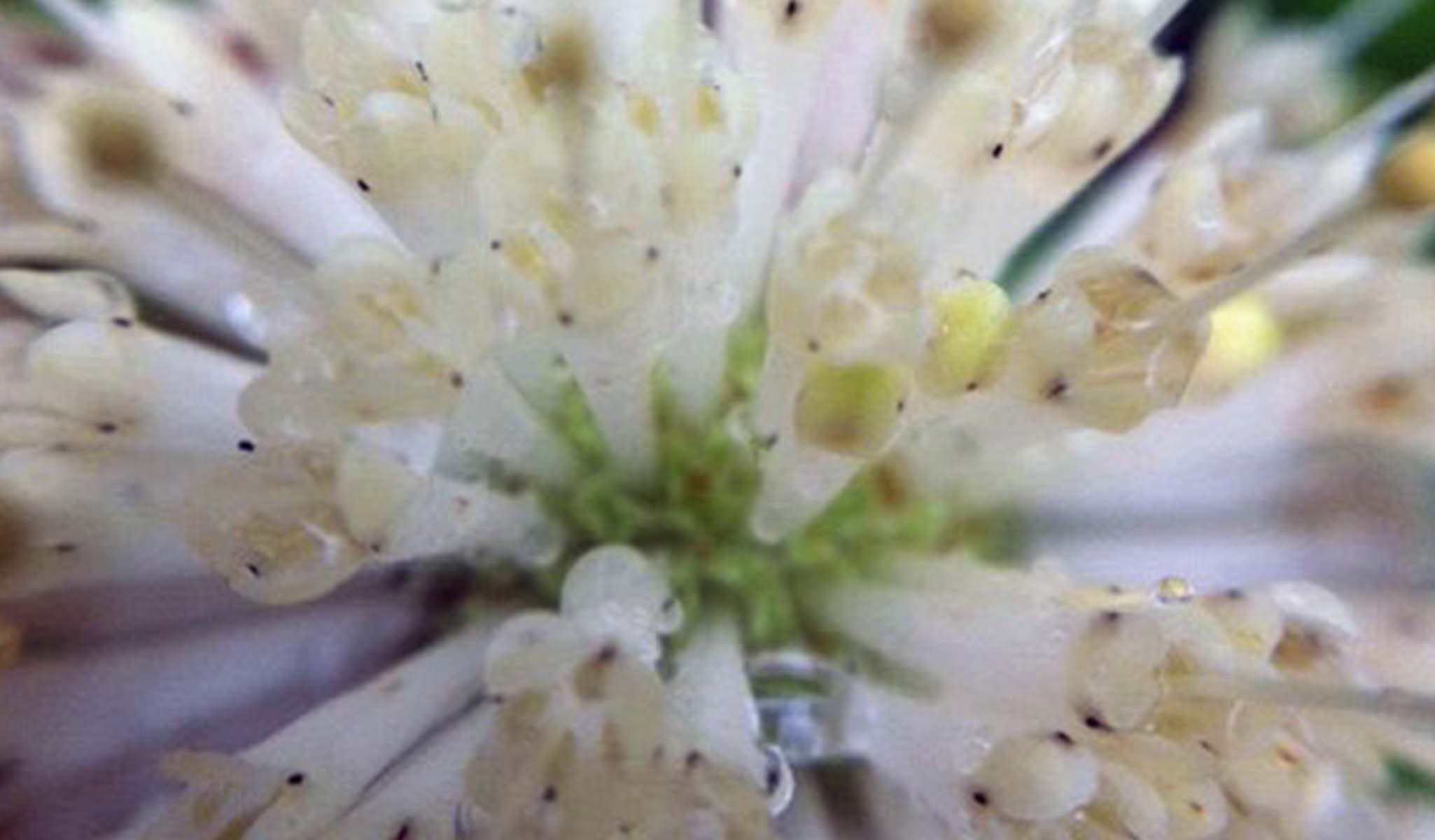 Buttonbush