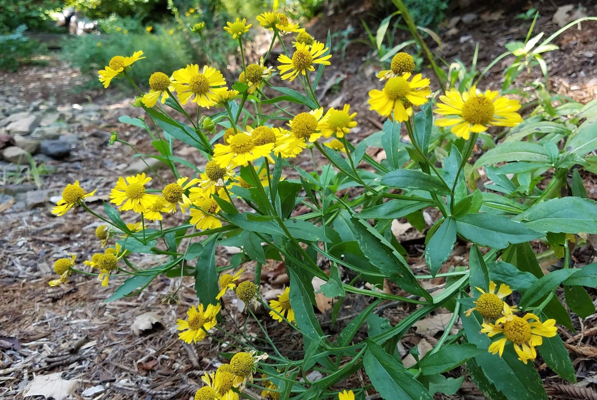 Tiny Dancer Sneezeweed