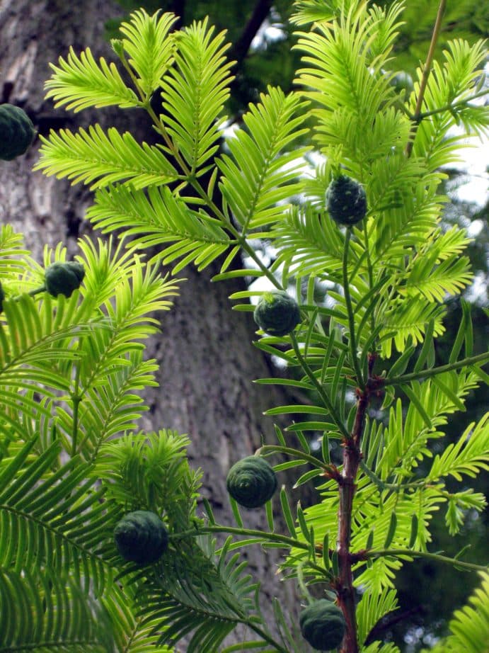 Bald Cypress