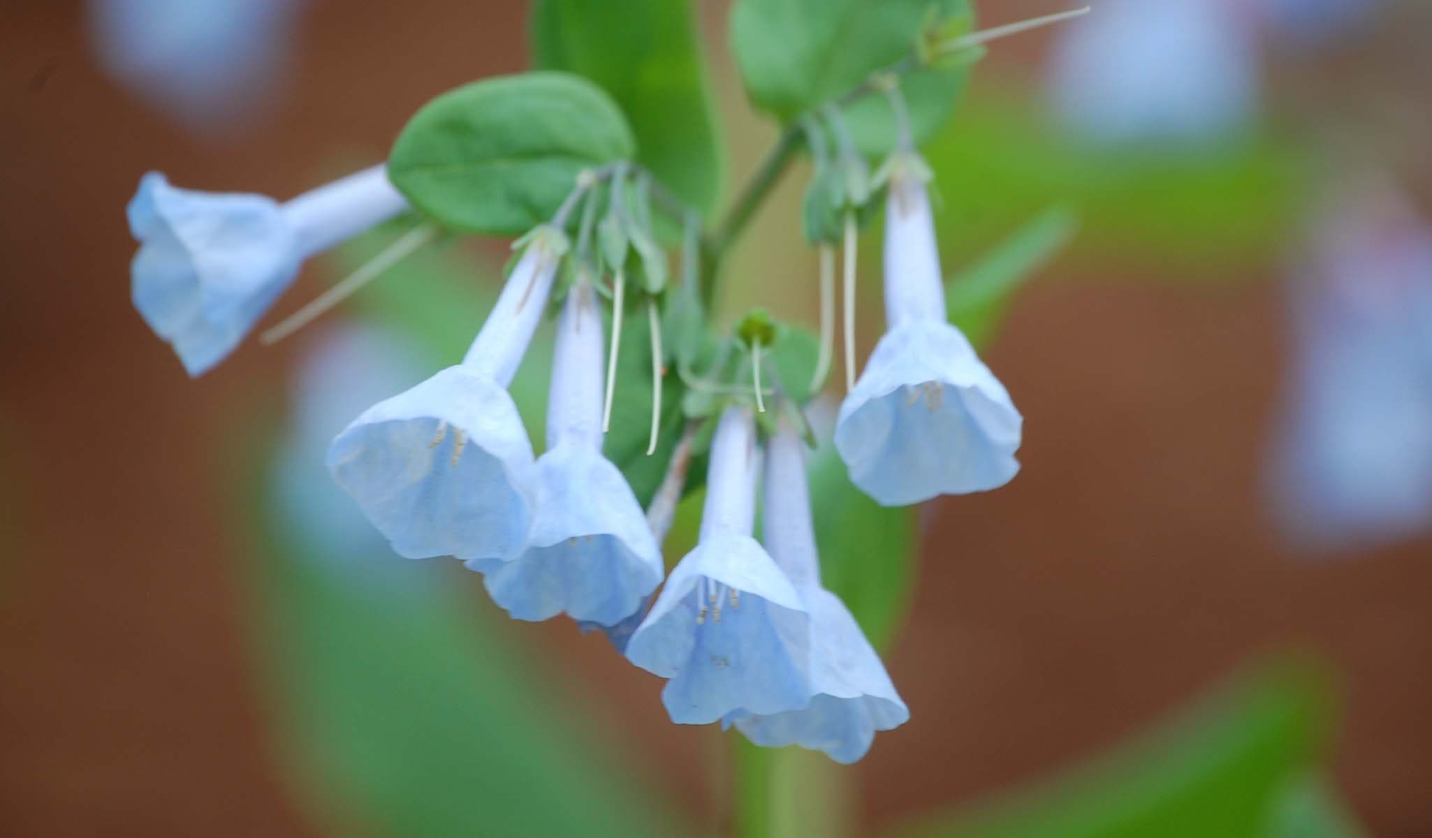Virginia Bluebells