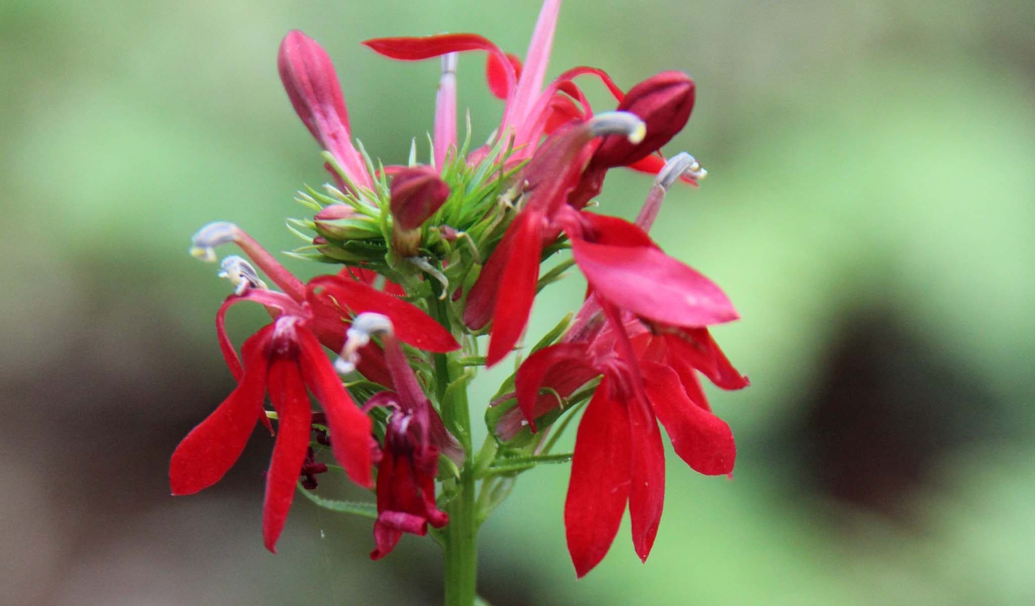 Cardinal Flower