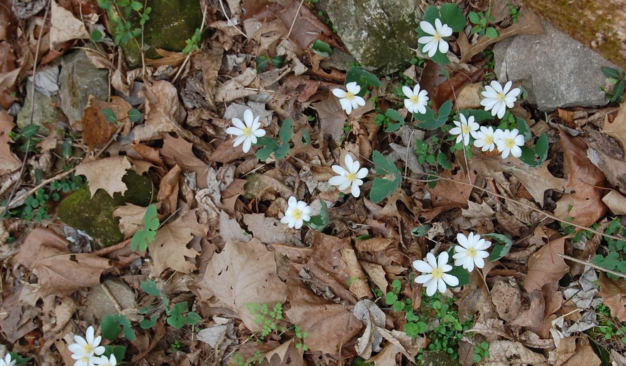 Bloodroot