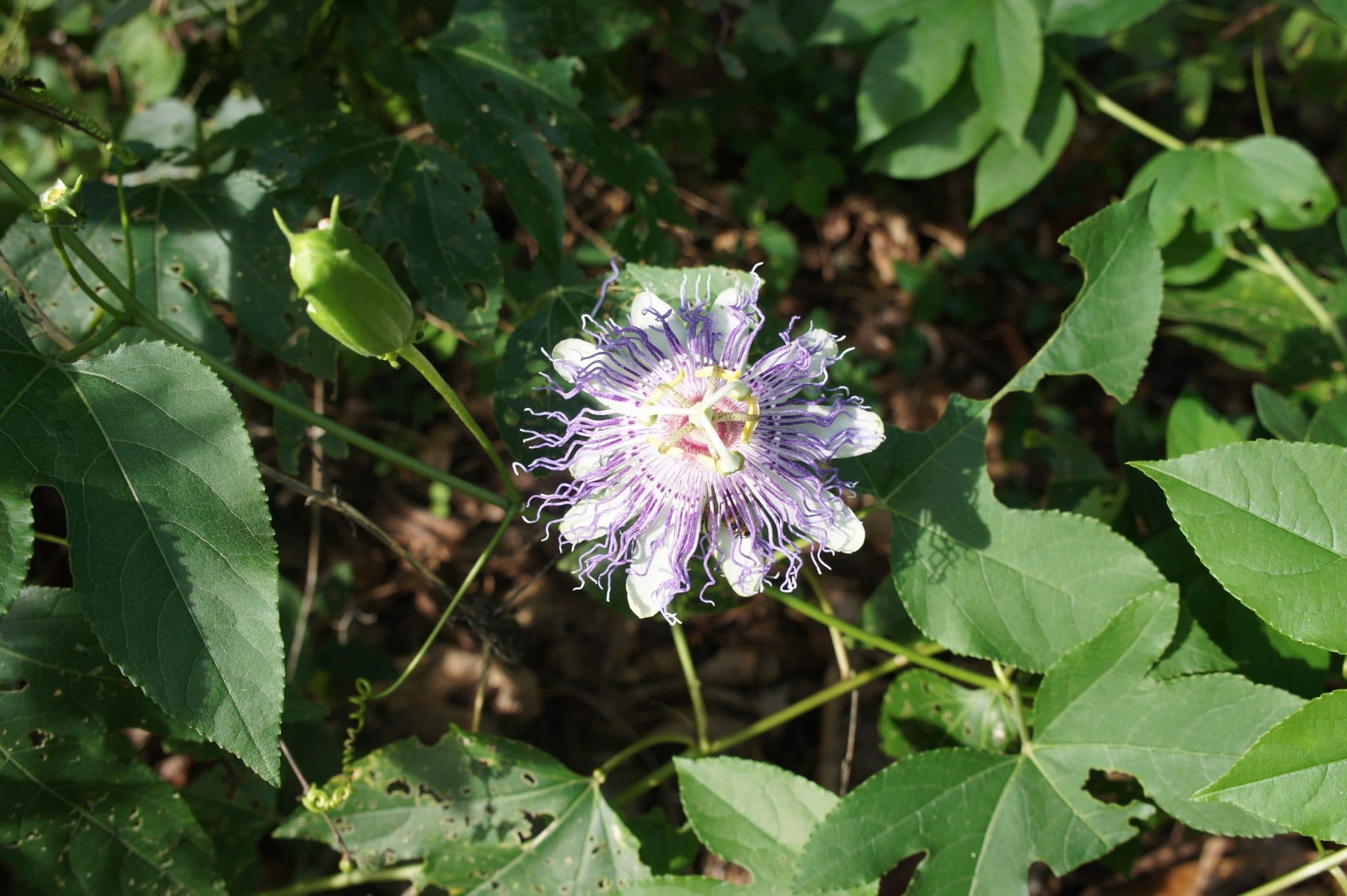 Passion Flower