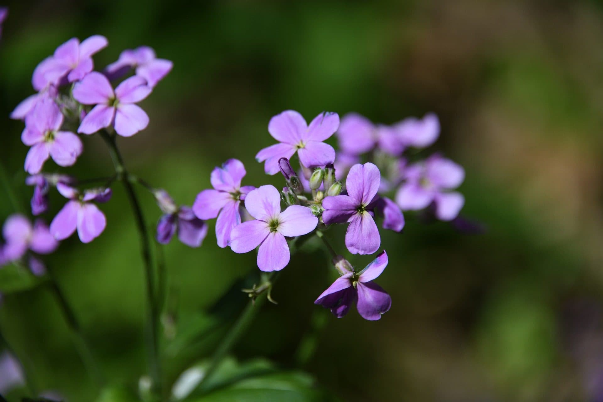 Woodland Phlox