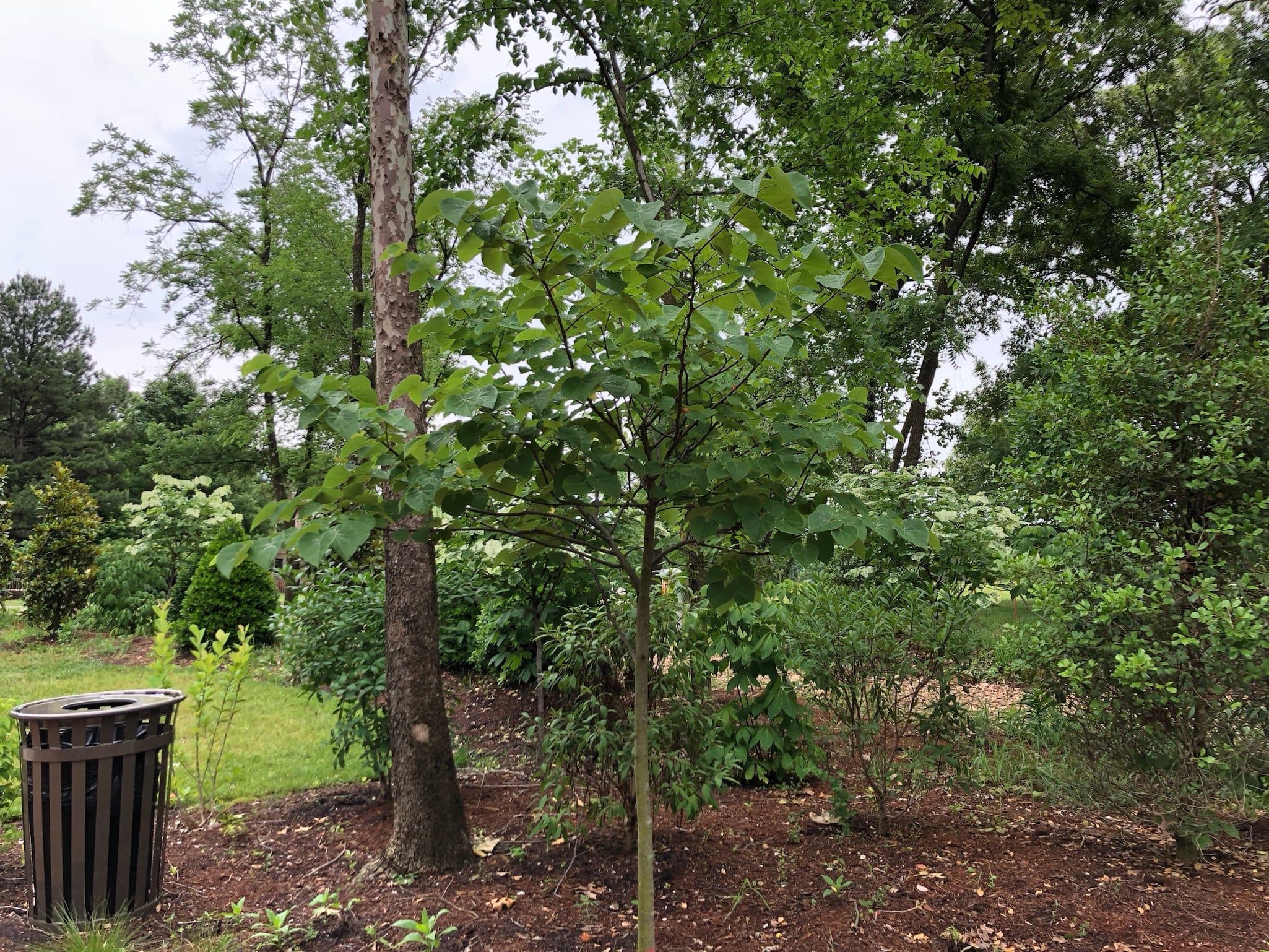 Pink Pom Poms Redbud