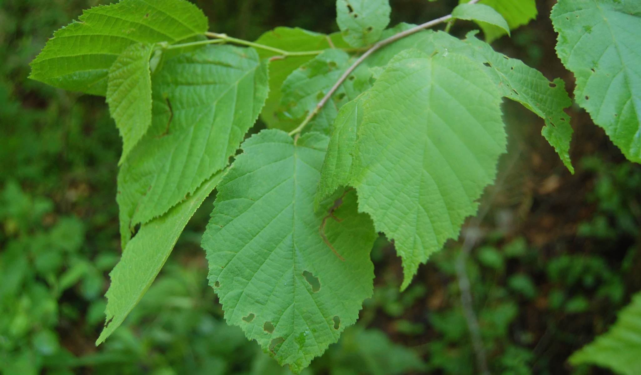 American Hazelnut