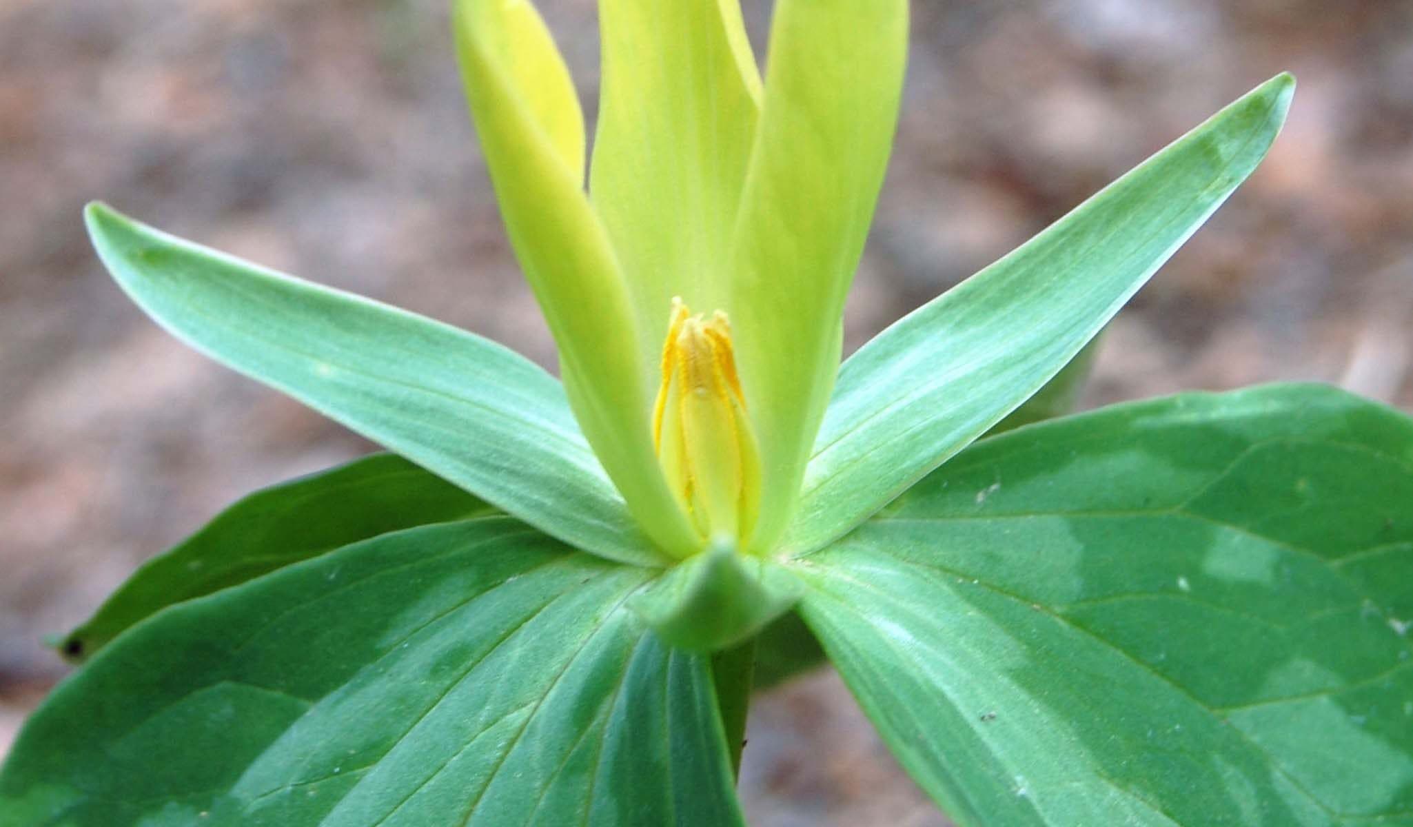 Yellow Trillium