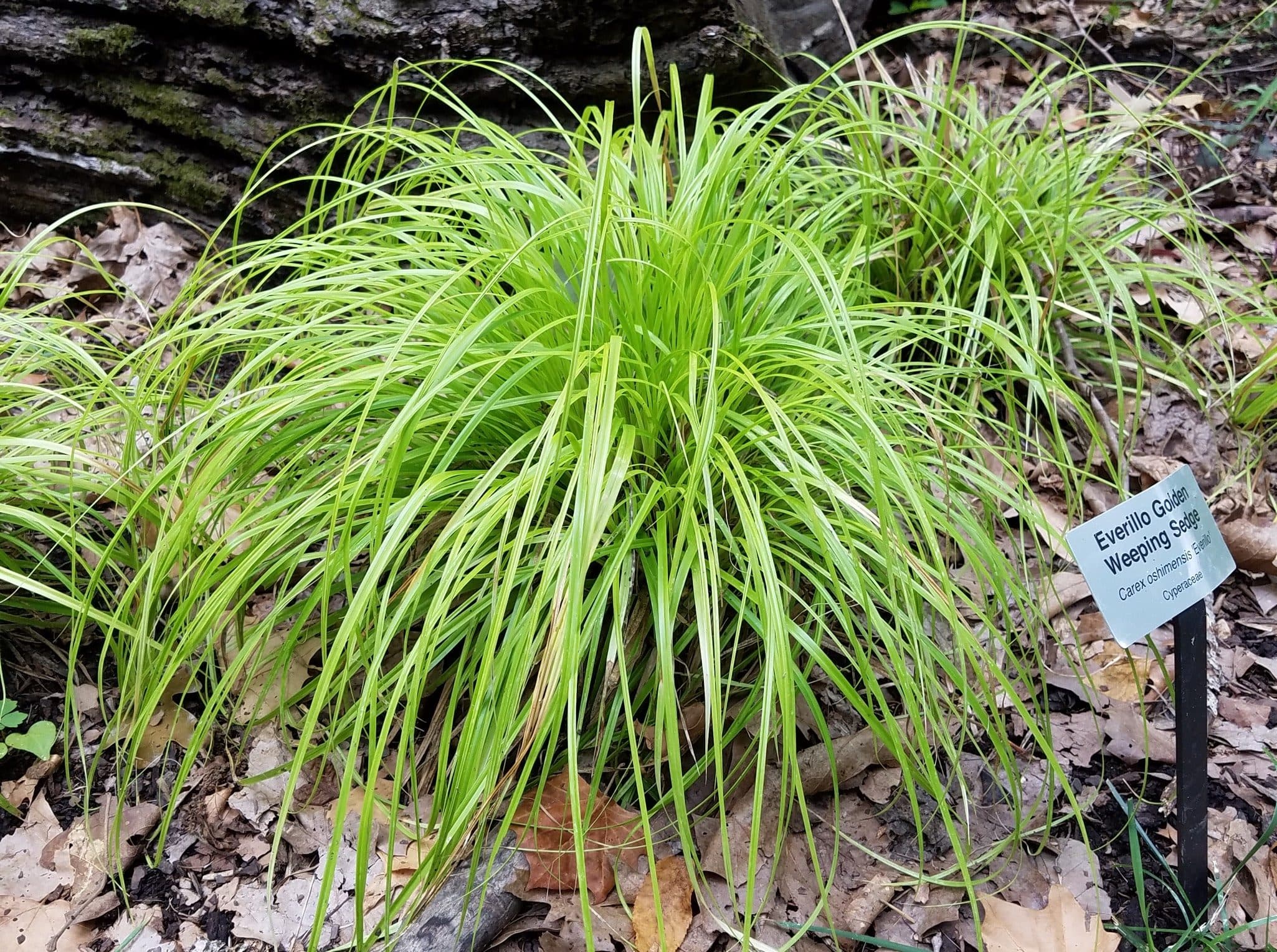 Everillo Golden Weeping Sedge