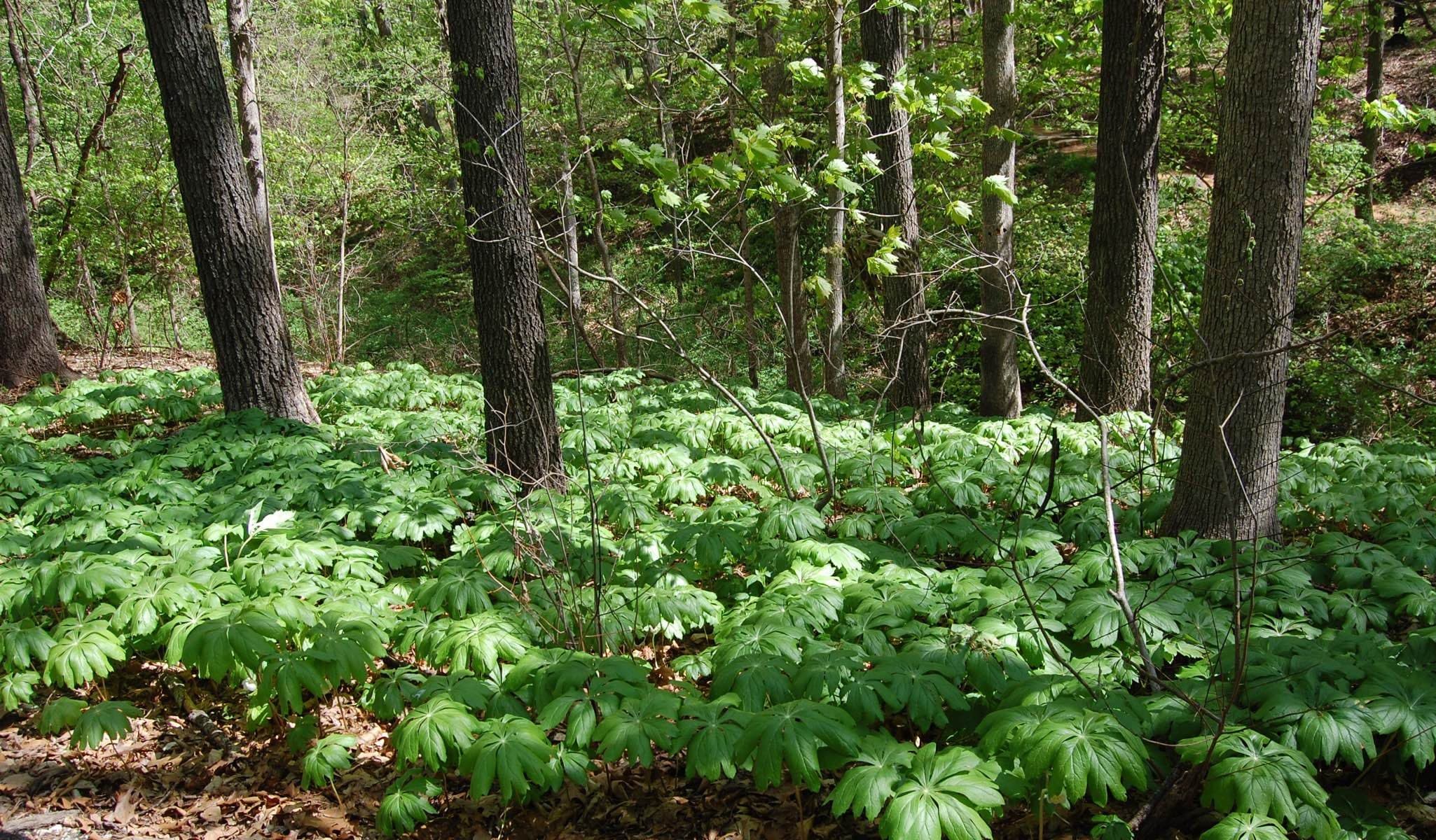 Mayapple