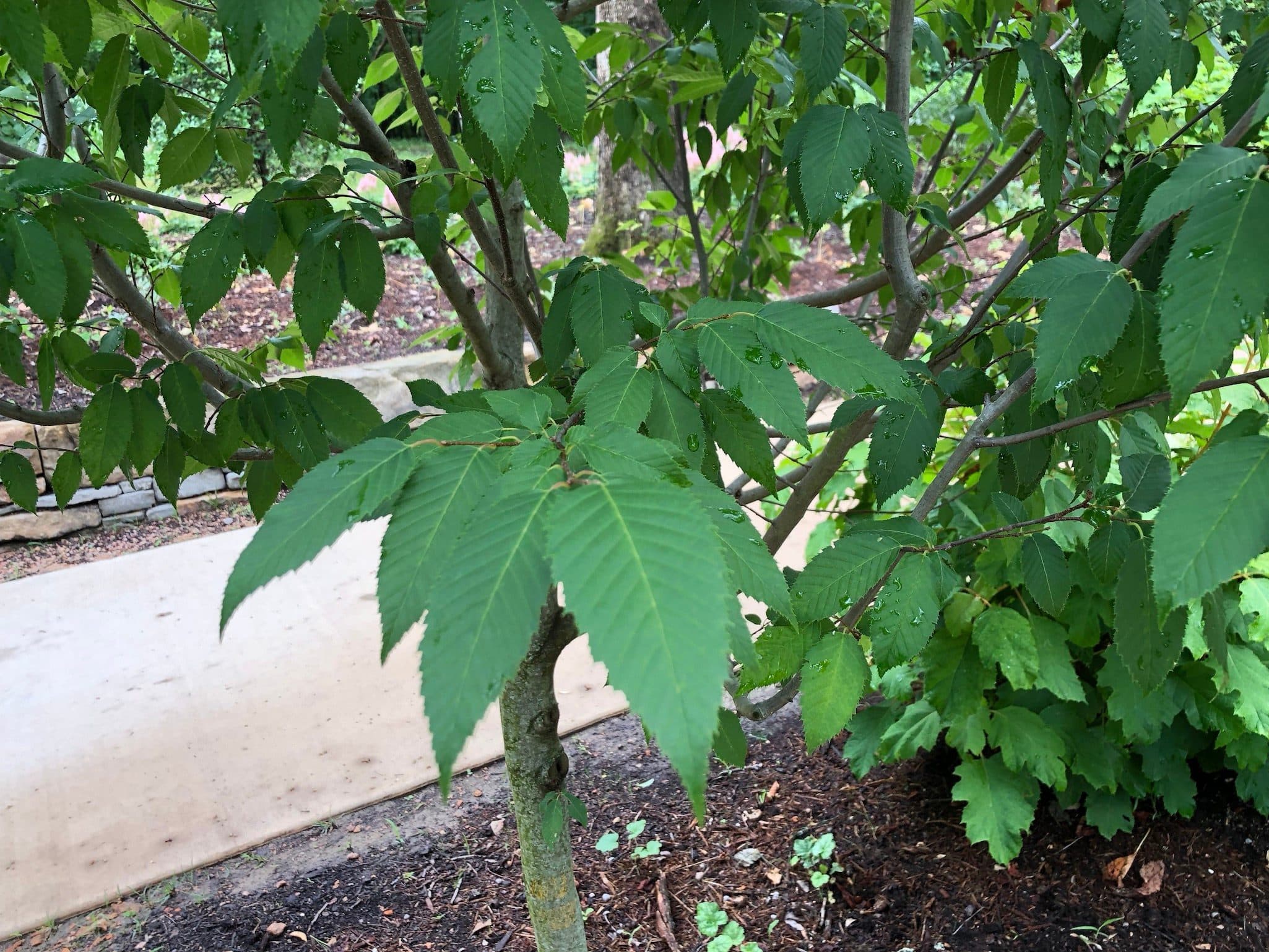 Native Flame American Hornbeam