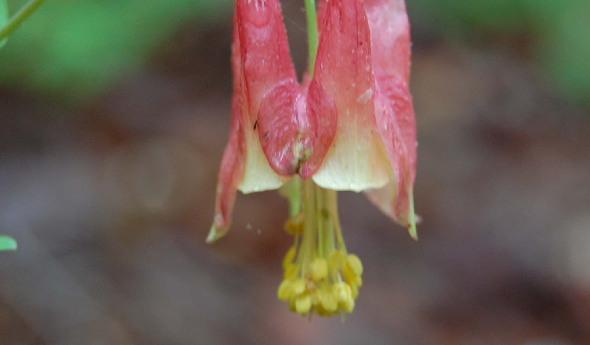 Wild Columbine