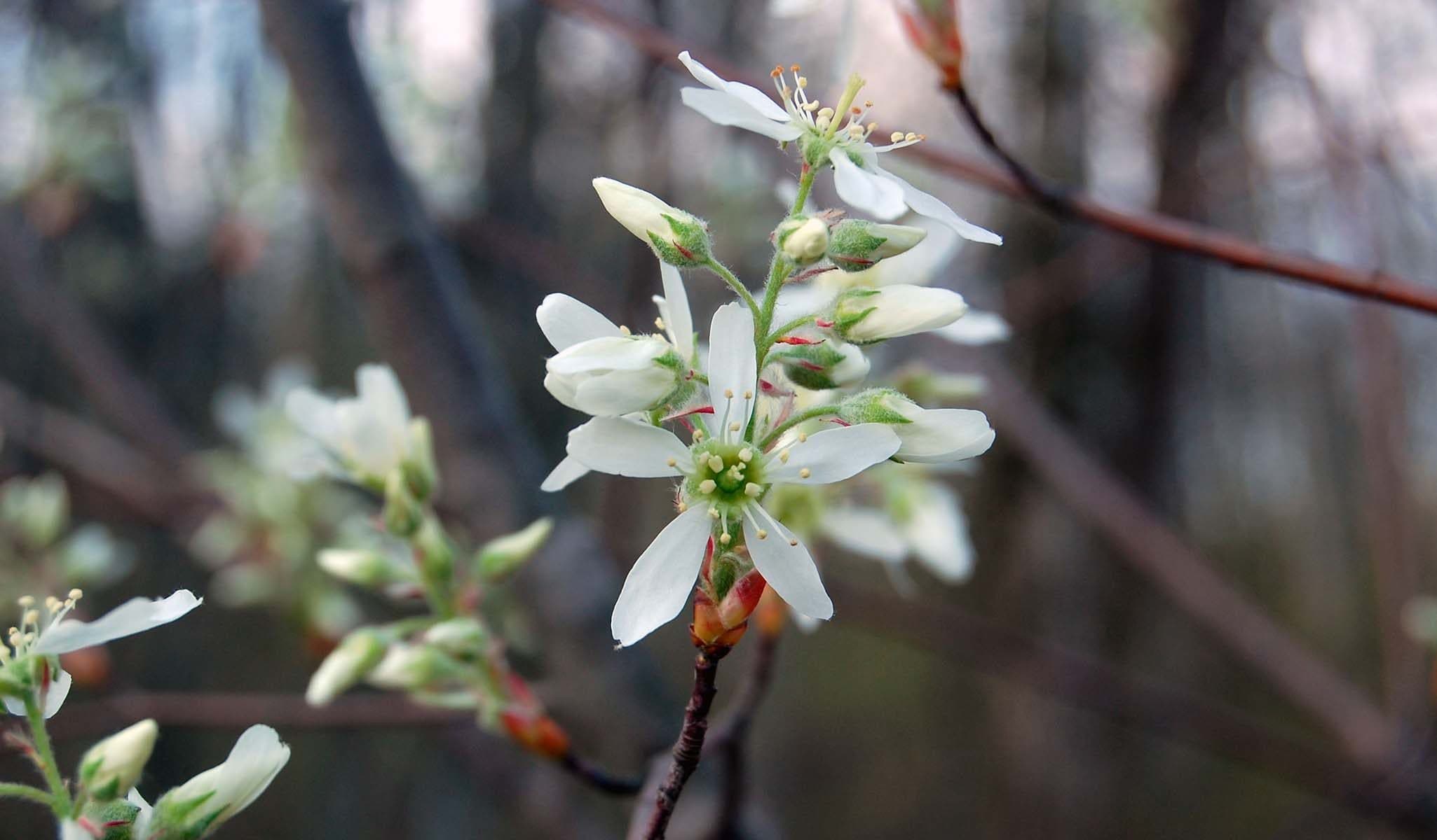 Autumn Brilliance Serviceberry