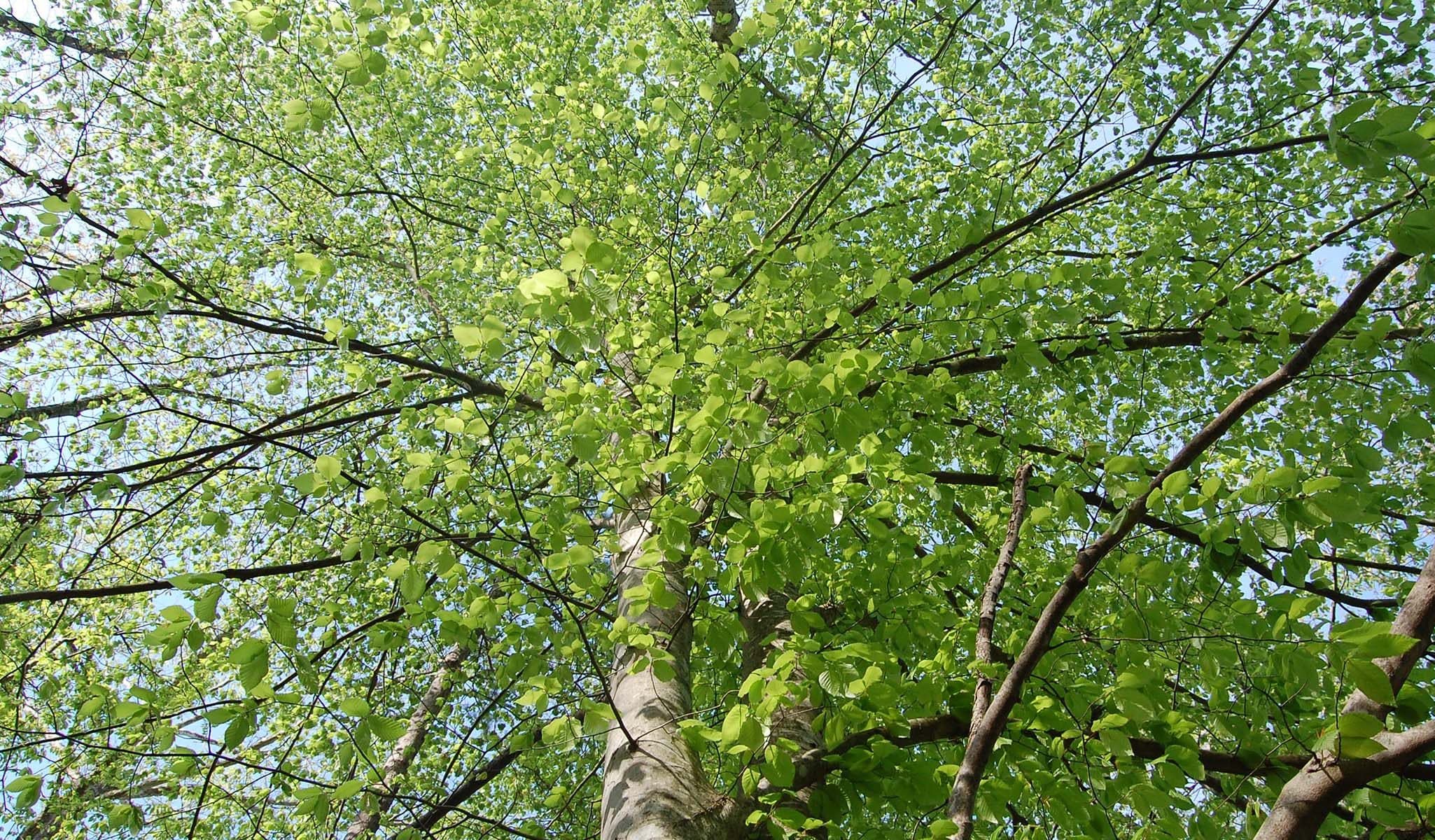 American Beech