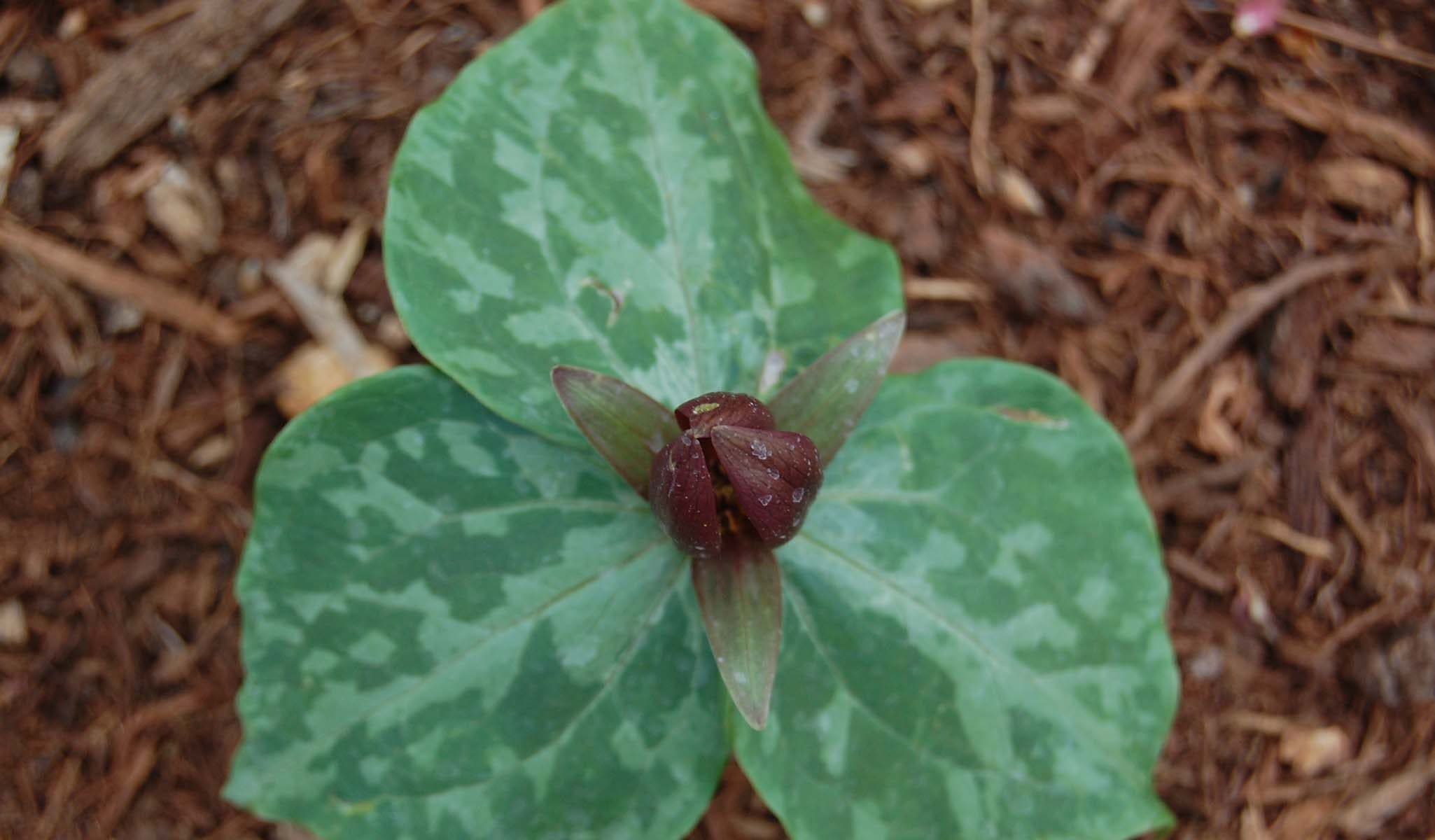 Whippoorwhill Flower