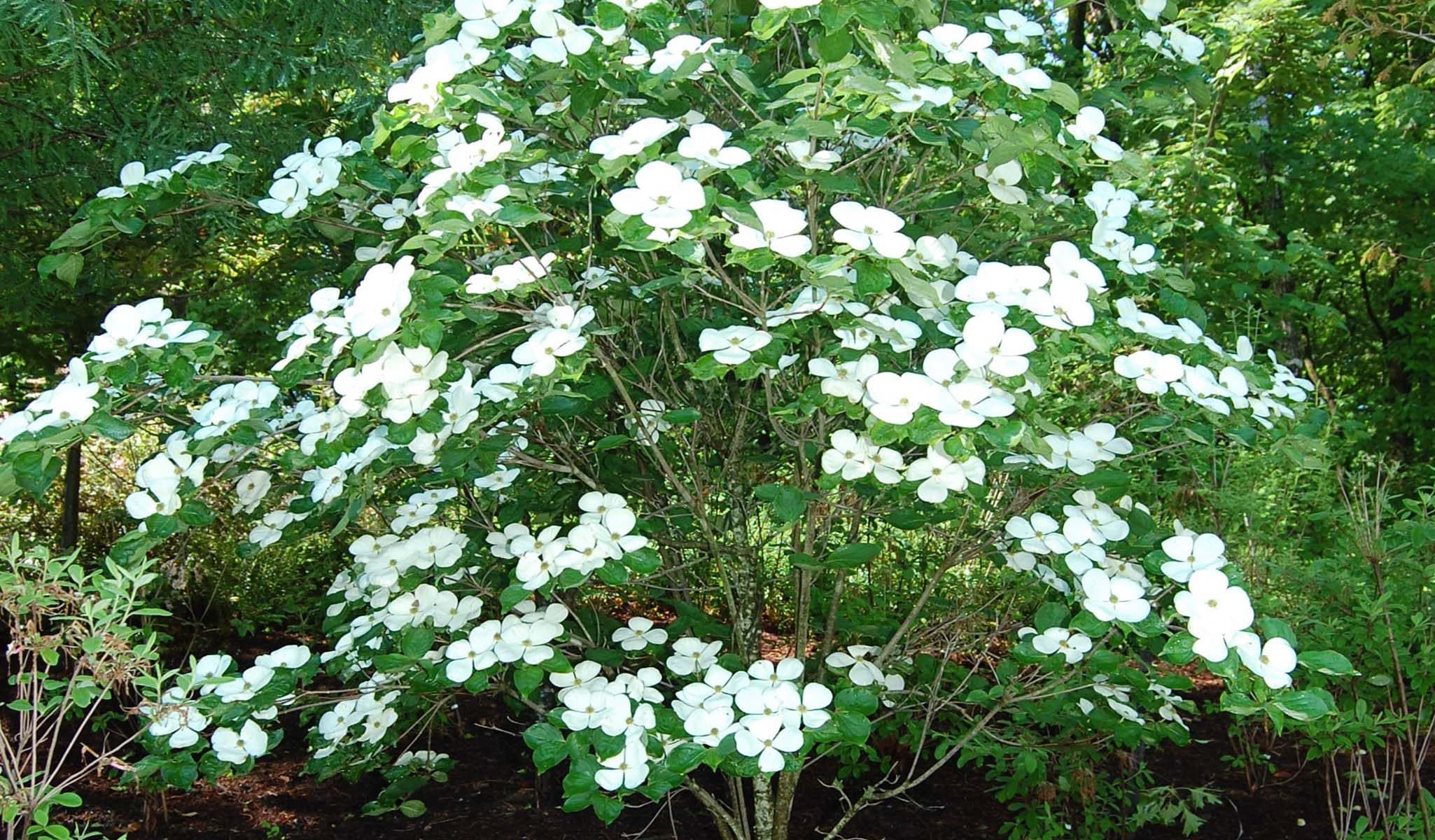 Venus Dogwood