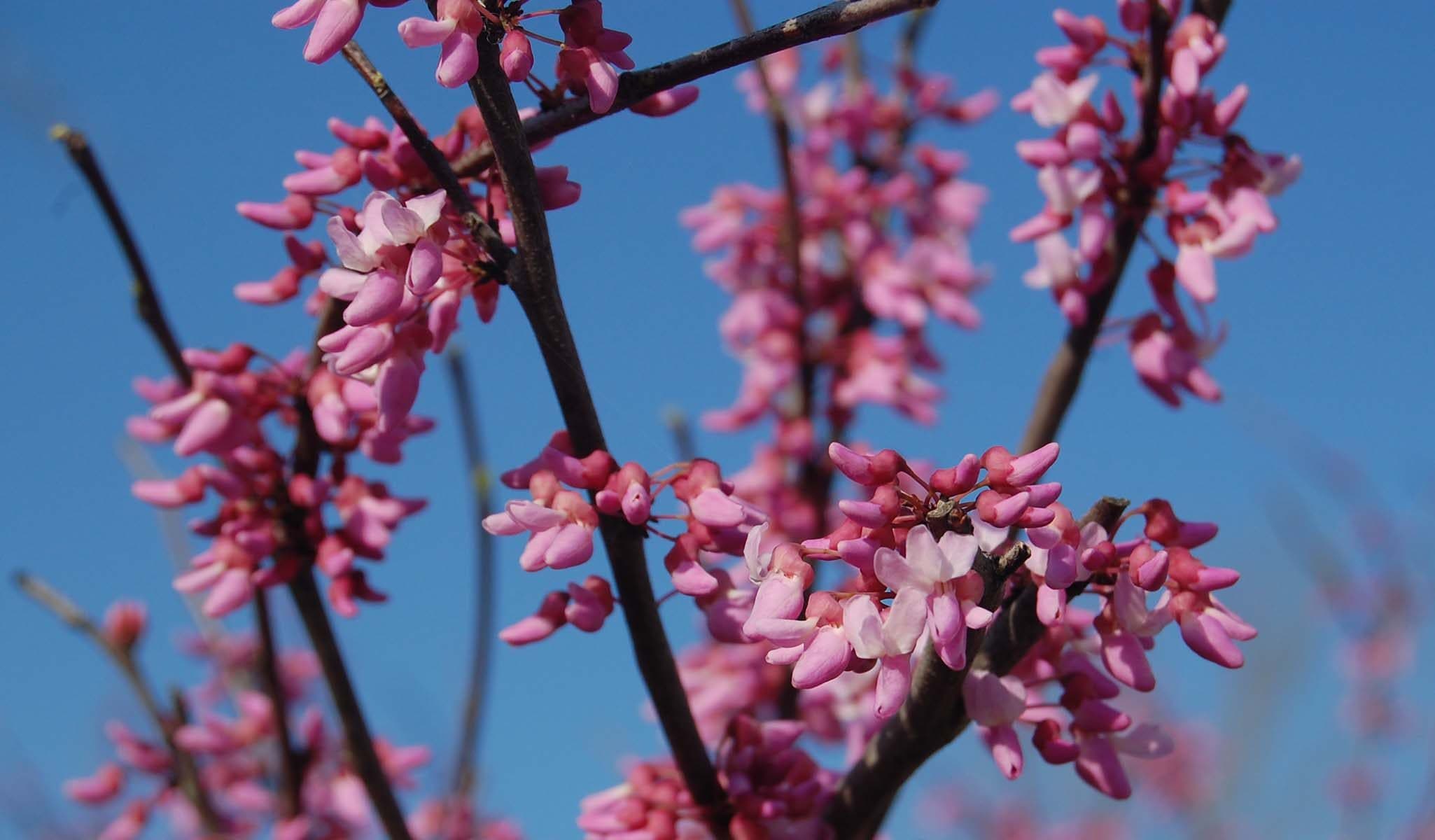 Hearts of Gold Eastern Redbud