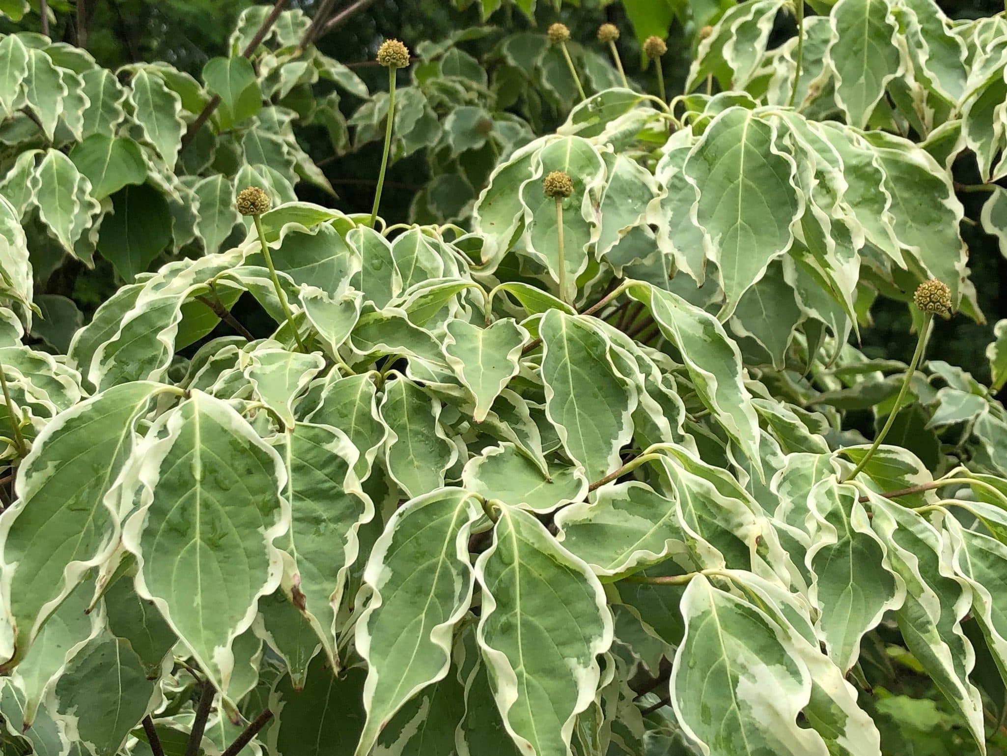 Samaritan Variegated Dogwood