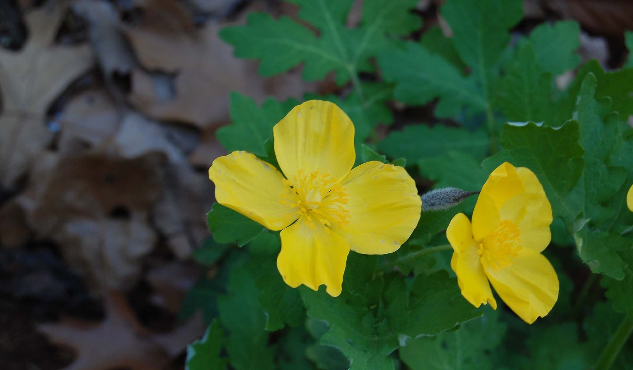 Celandine Poppy