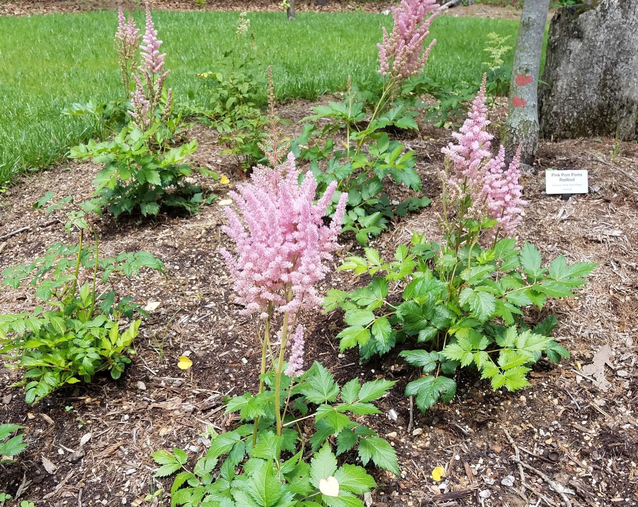Vision in Pink Astilbe