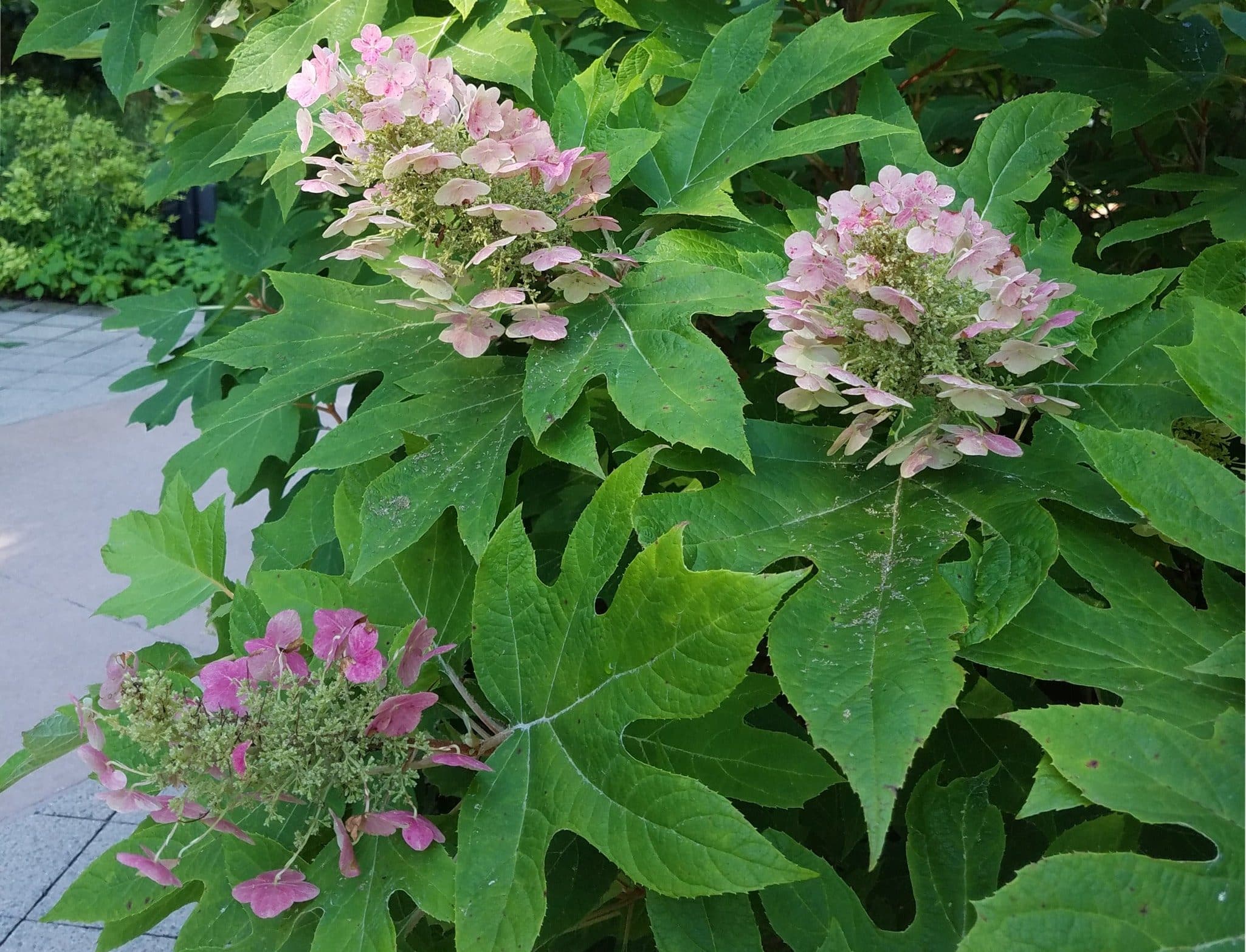 Ruby Slippers Hydrangea