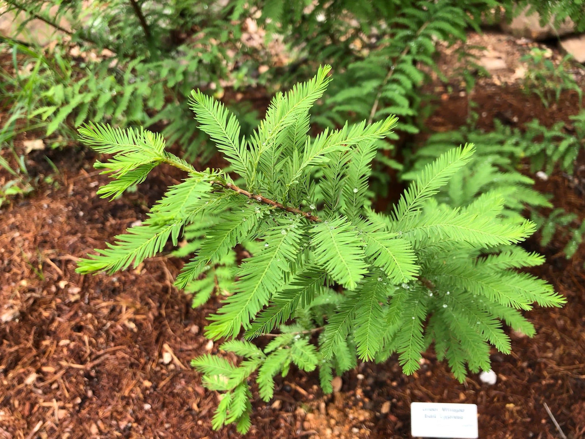 Green Whisper Bald Cypress