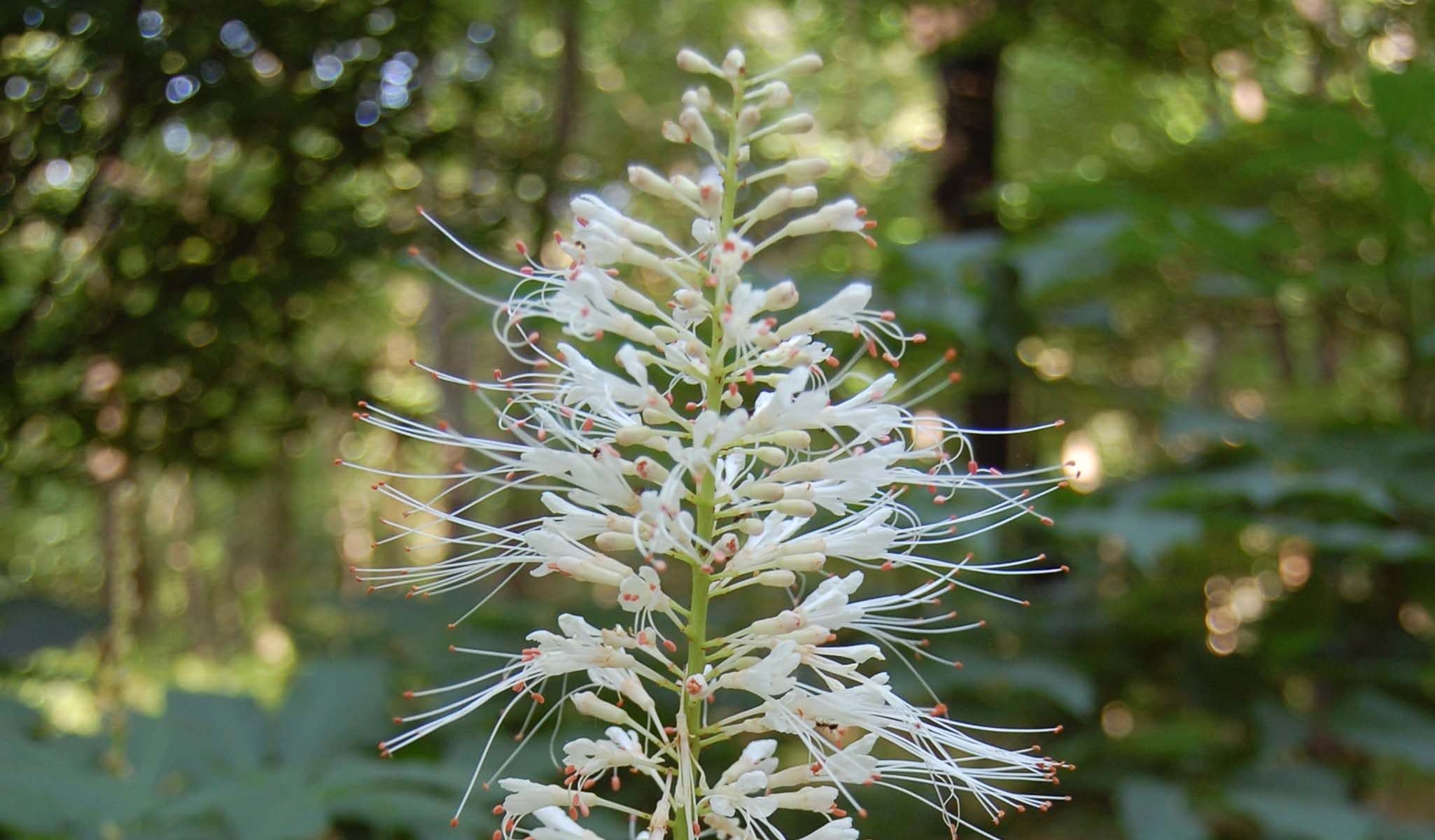 Bottlebrush Buckeye