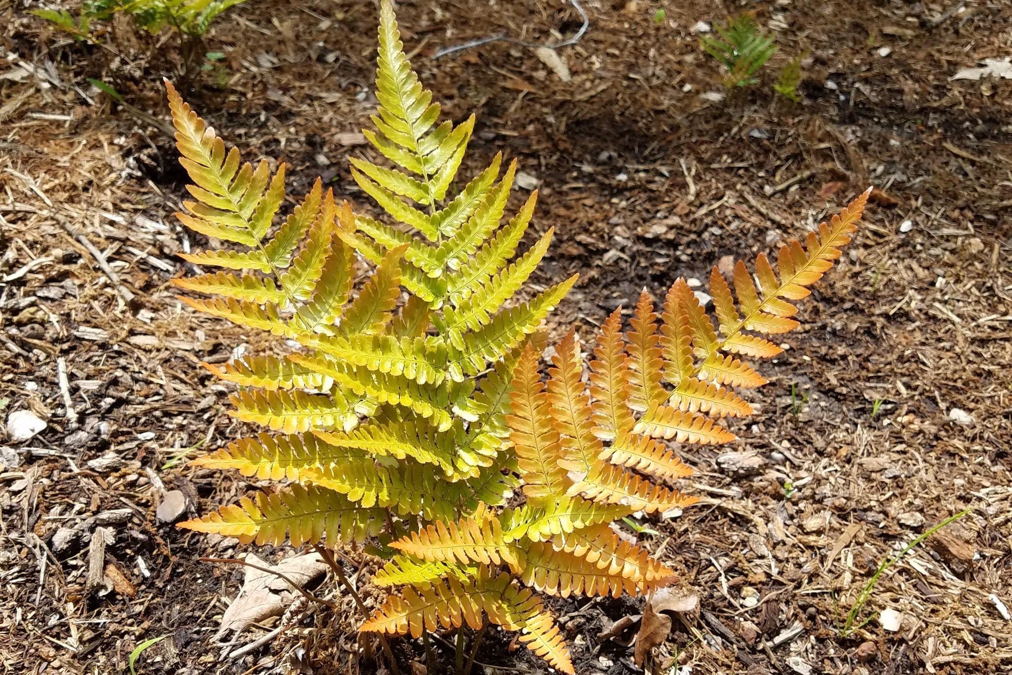 Brilliance Autumn Fern