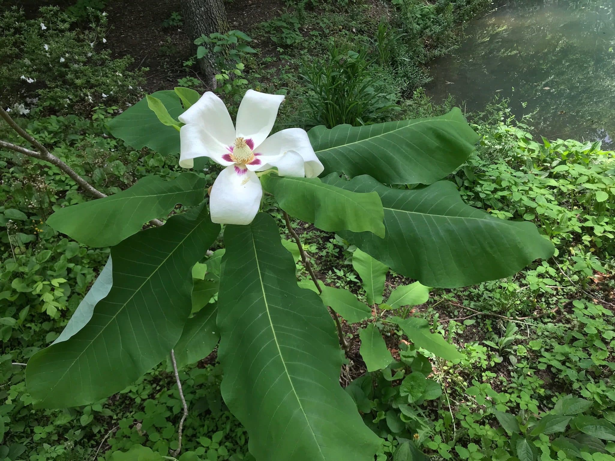 Umbrella Magnolia
