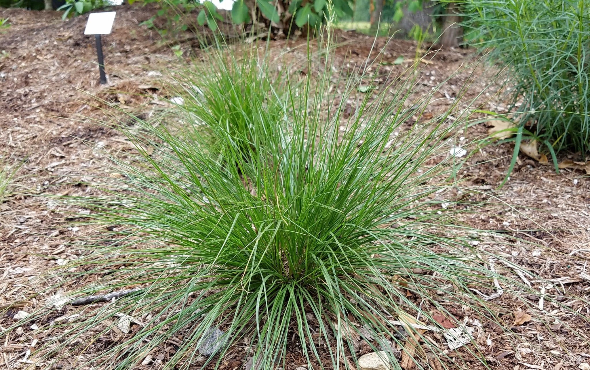 Tara Prairie Dropseed